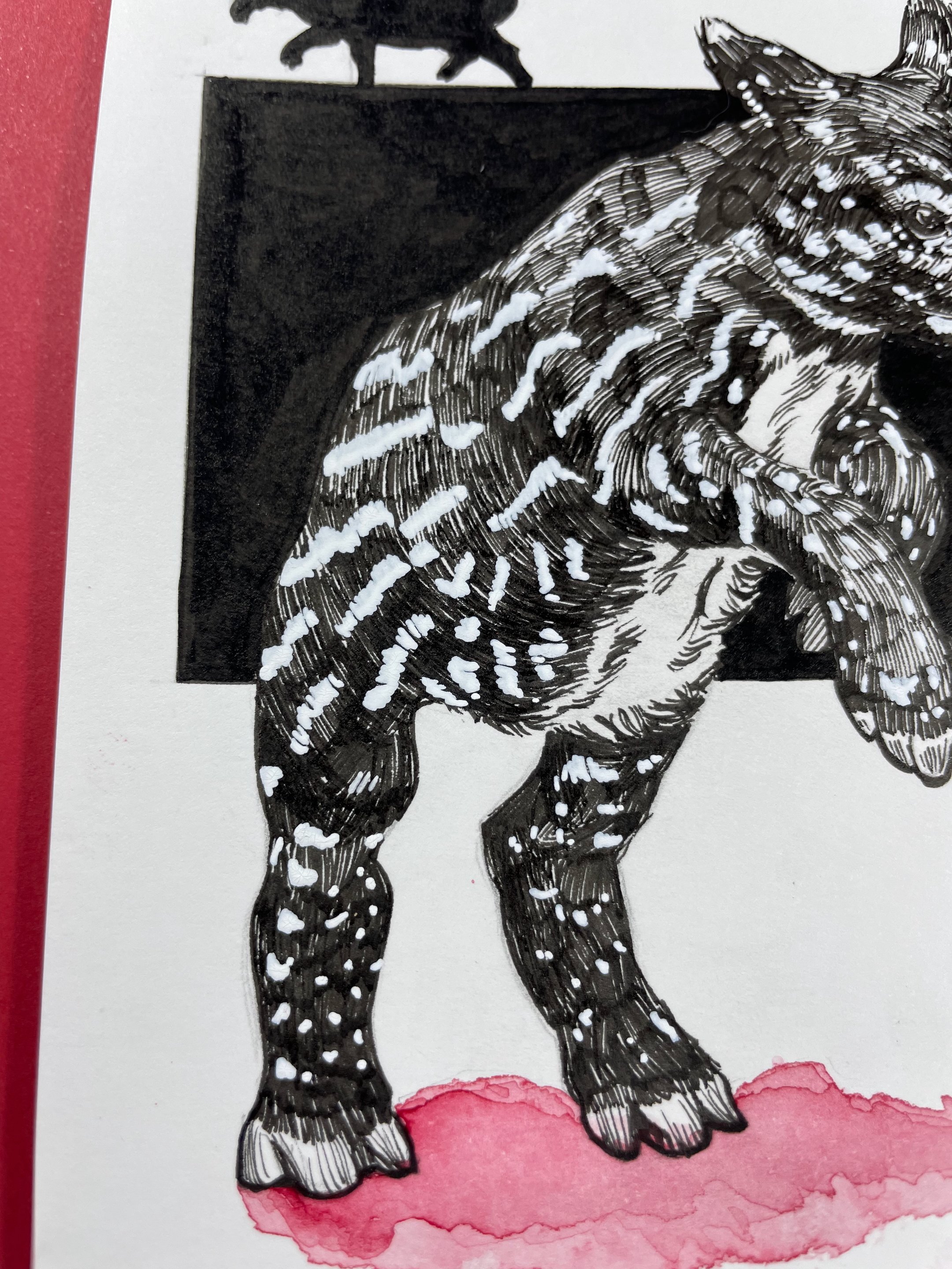 25.Malayan Tapir - 5.jpeg