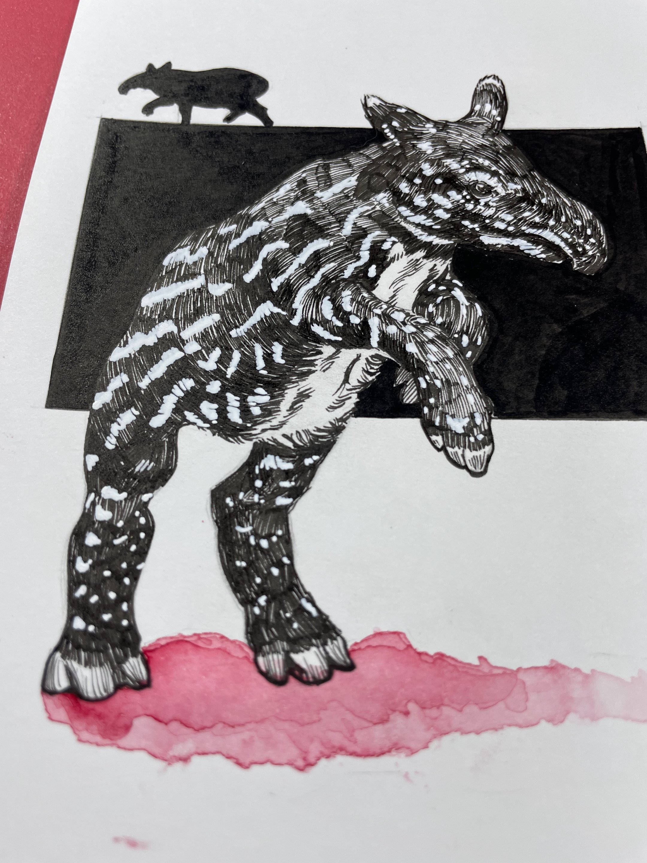 25.Malayan Tapir - 3.jpeg