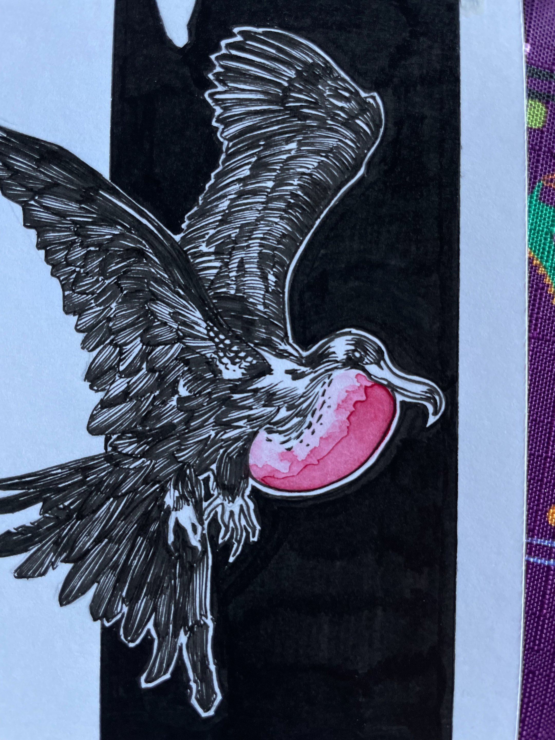22.Frigate Bird - 4.jpeg