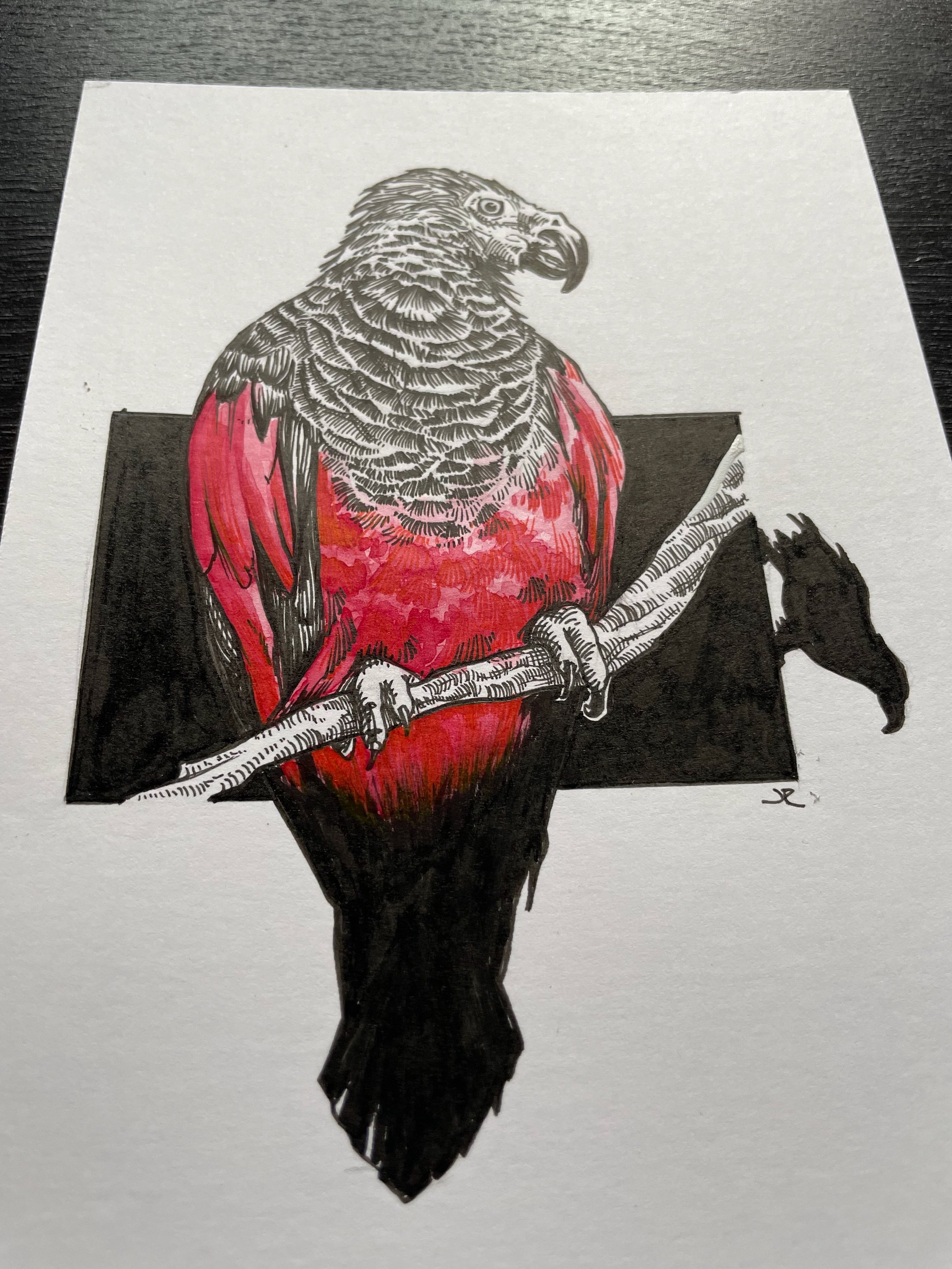 08.Dracula Parrot - 6.jpeg