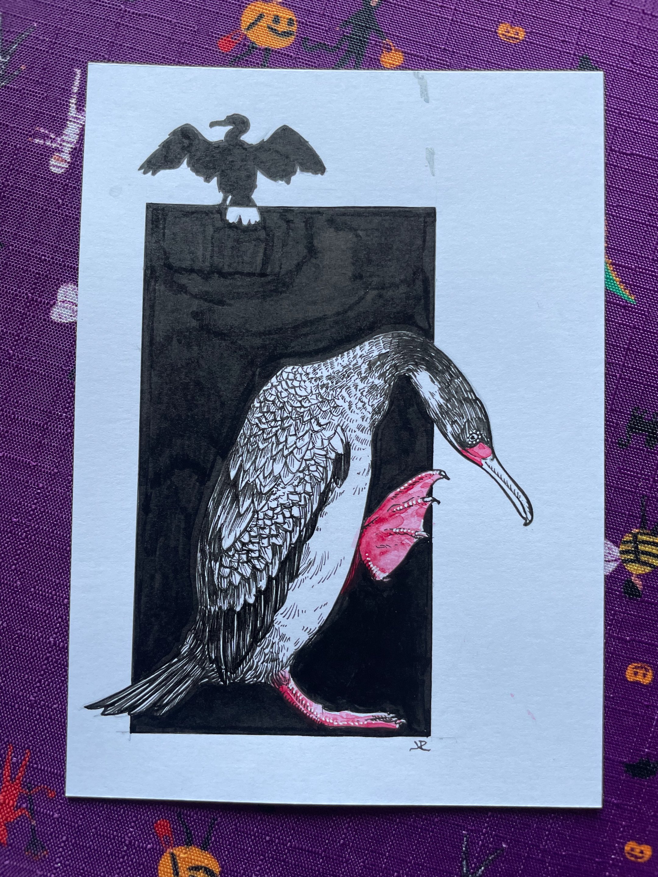 20.Red-Legged Cormorant - 2.jpeg