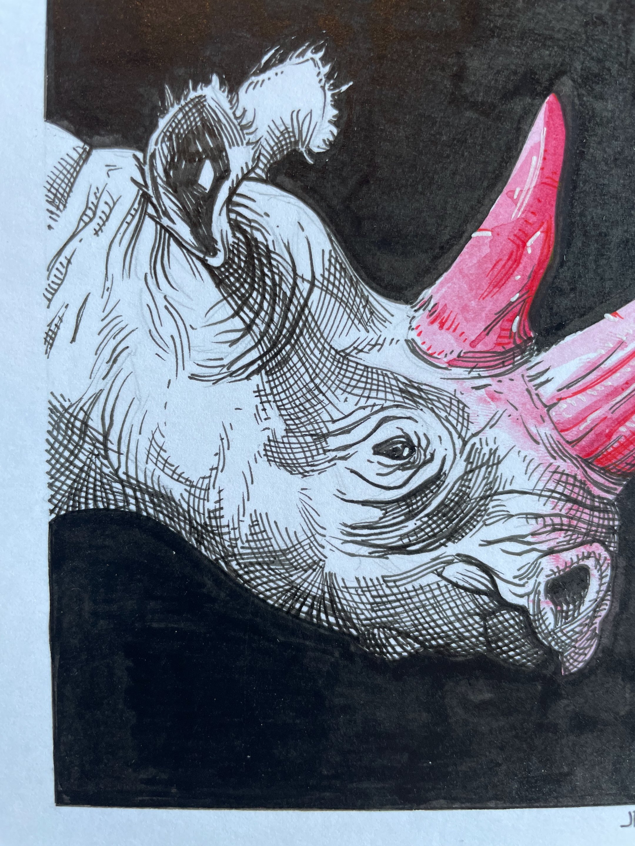 21.Rhino - 6.jpeg