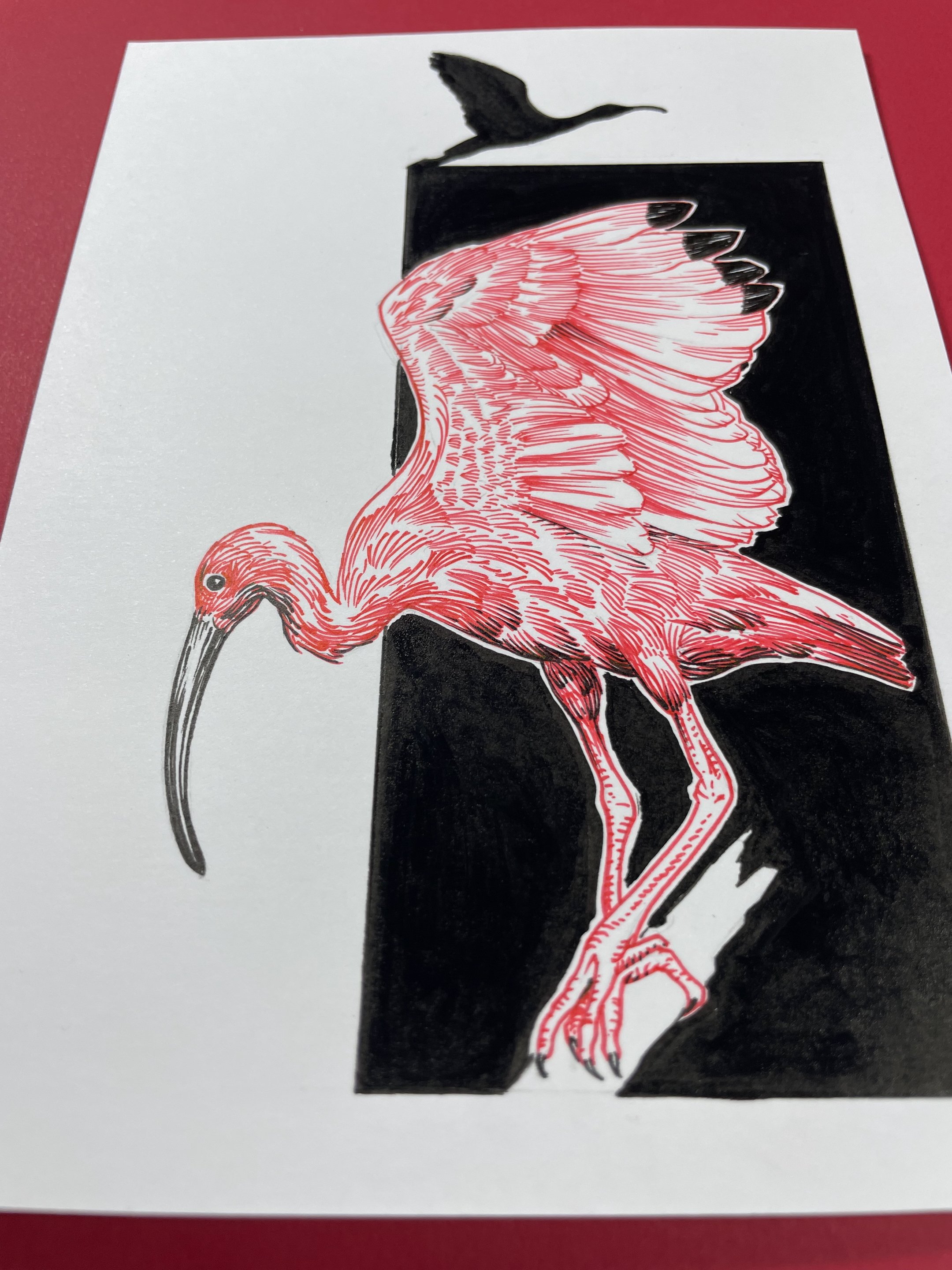 26.Ibis - 4.jpeg