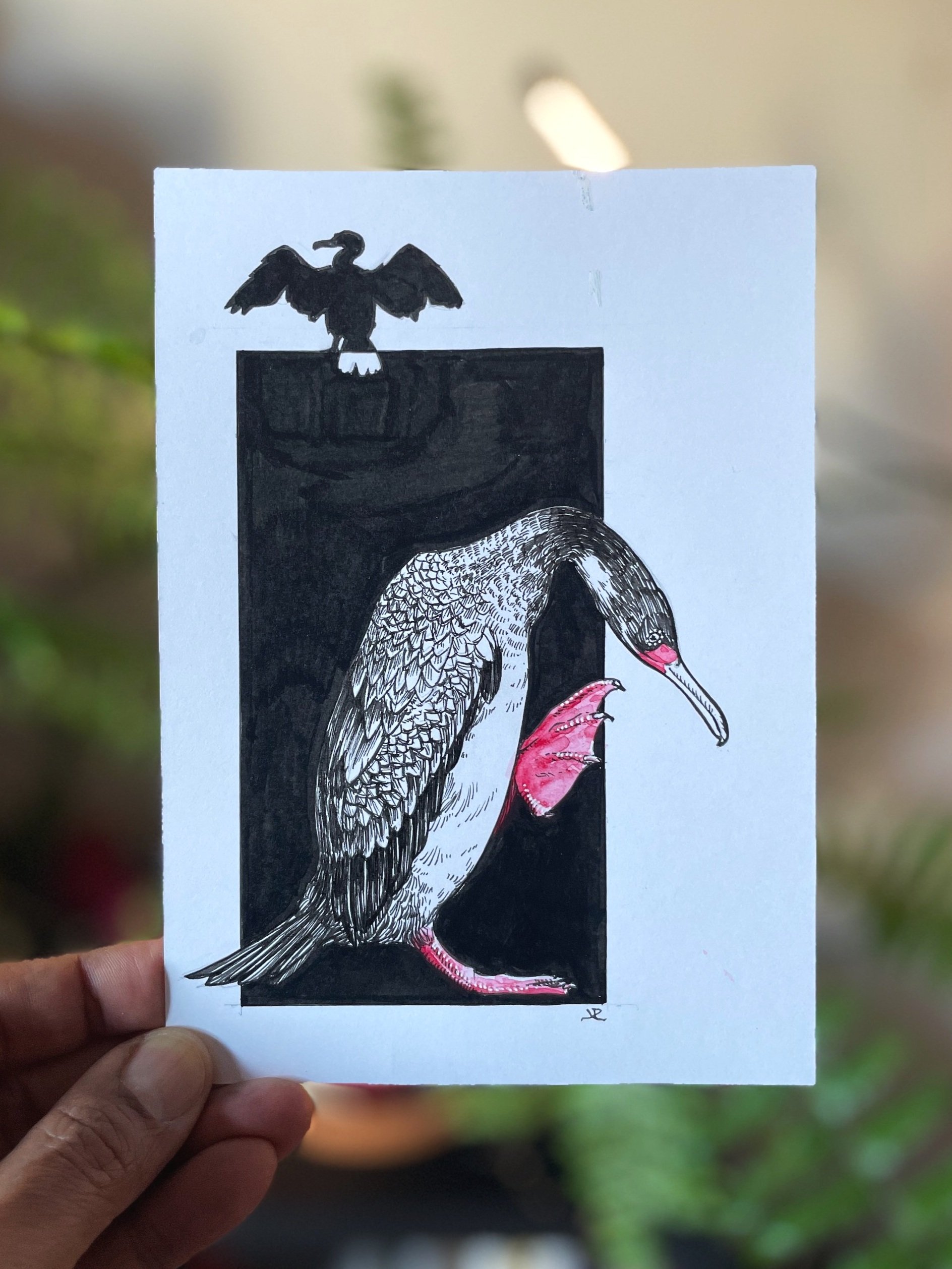 20.Red-Legged+Cormorant+-+1.jpg