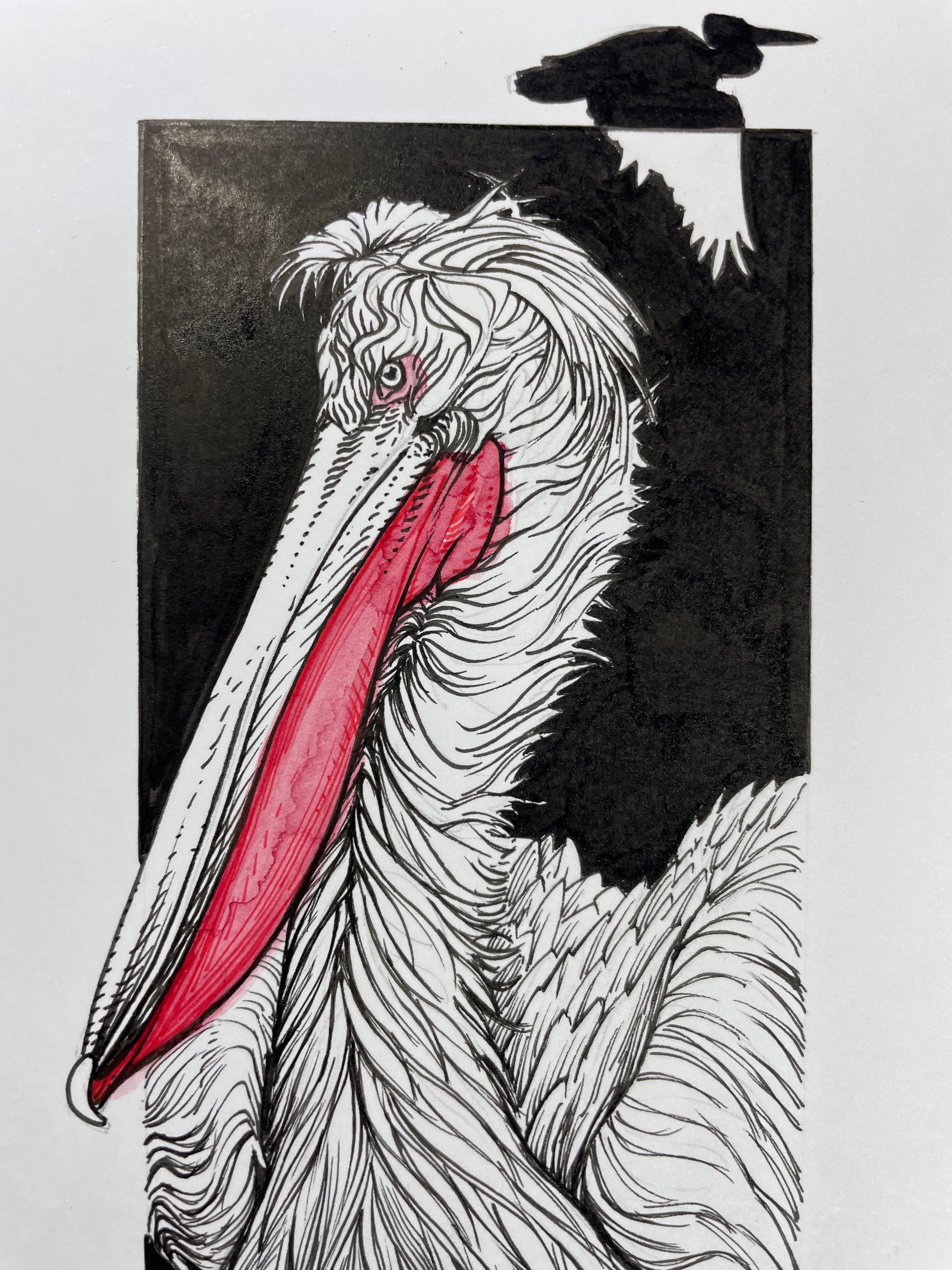 28.DalmatianPelican - 6.jpeg