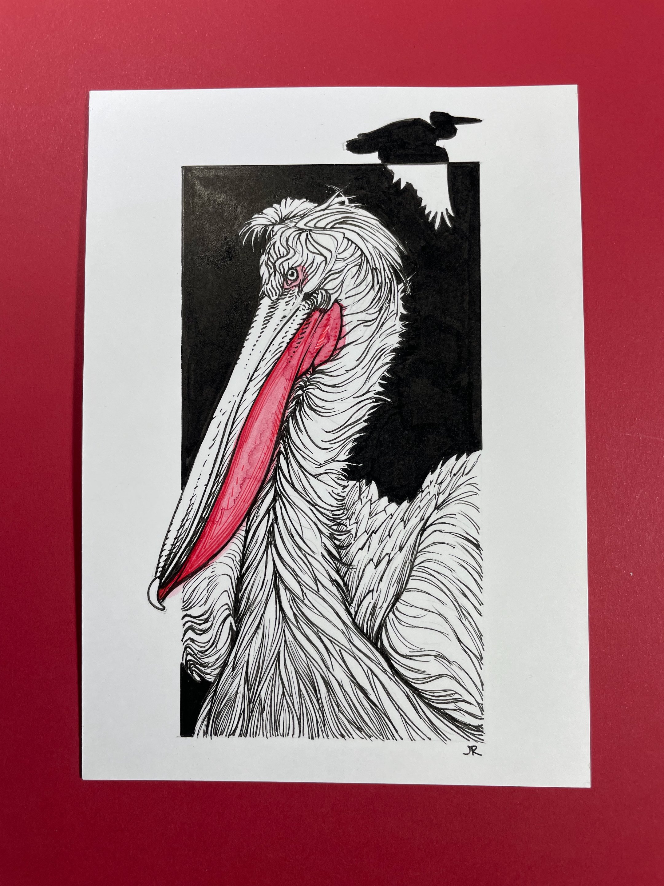28.DalmatianPelican - 2.jpeg