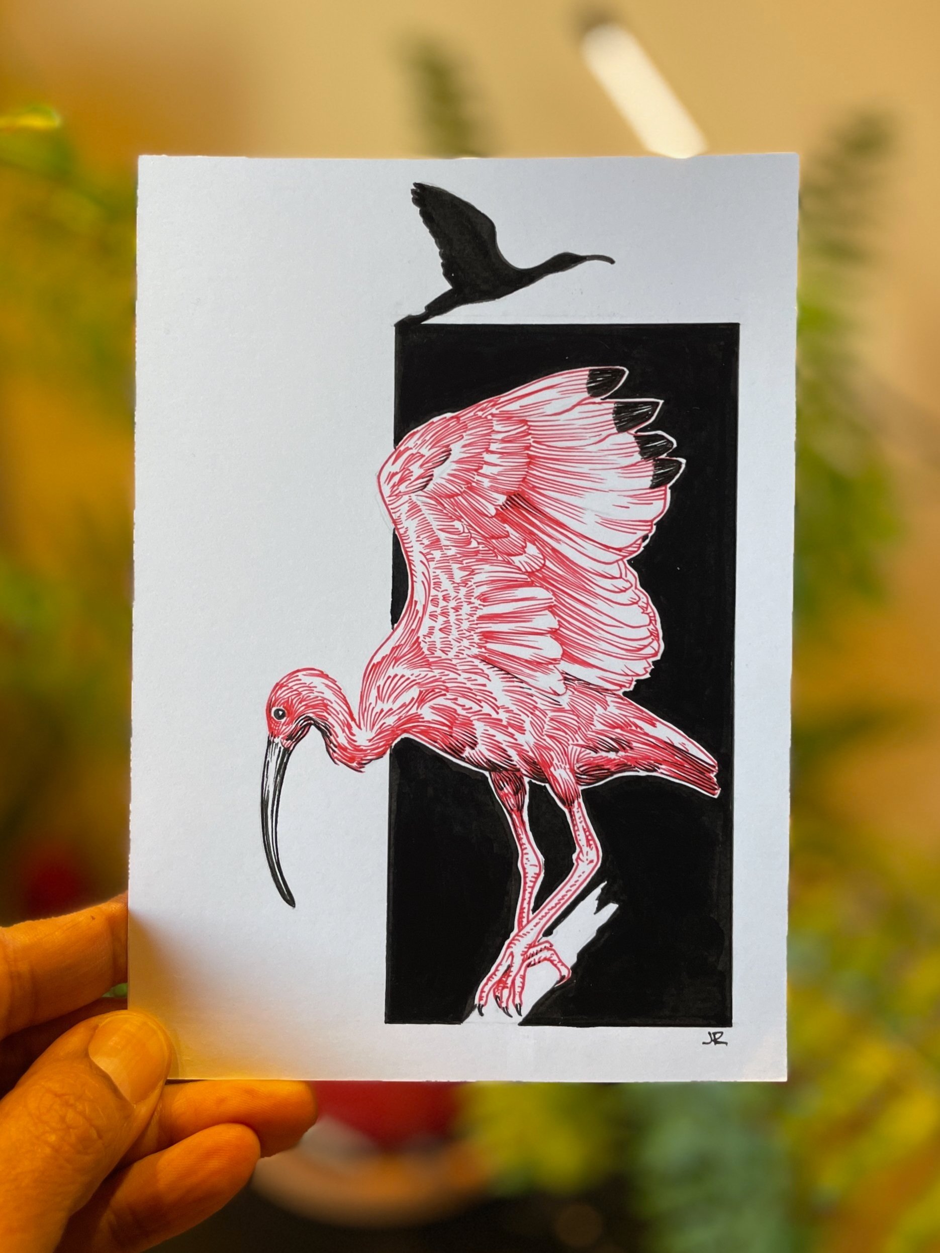 26.Ibis+-+1.jpg