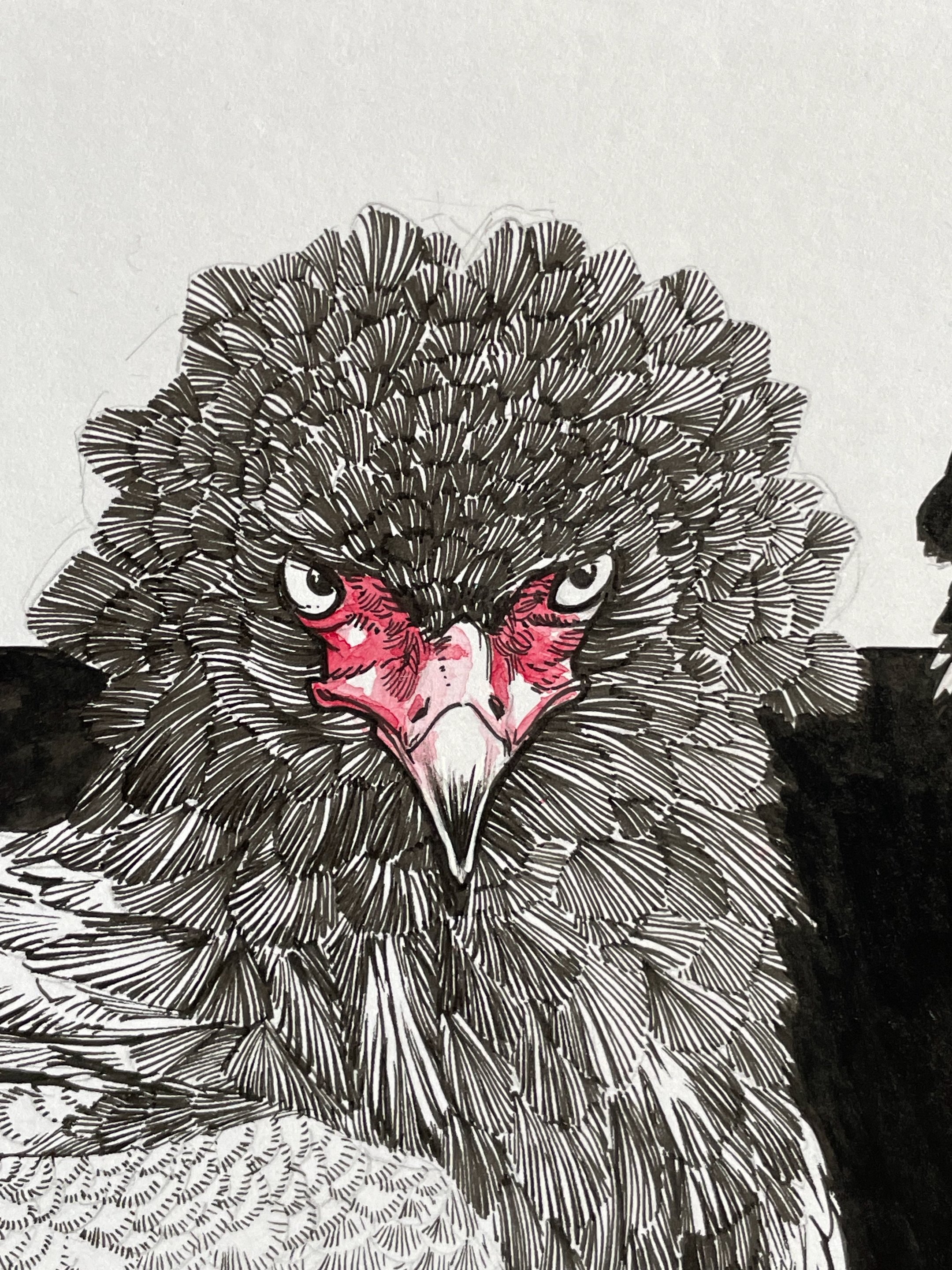 16.BateleurEagle - 5.jpeg