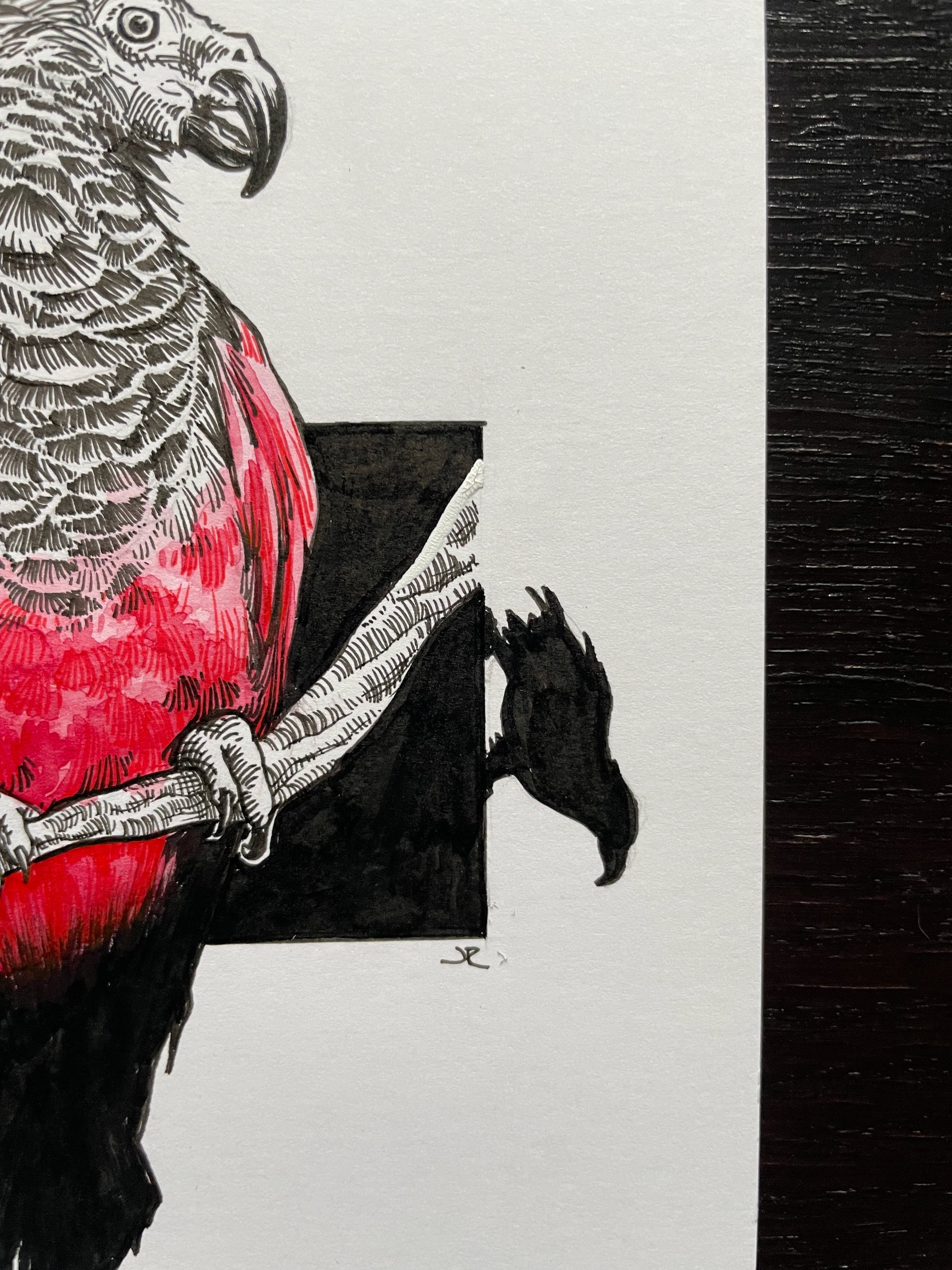 08.Dracula Parrot - 9.jpeg