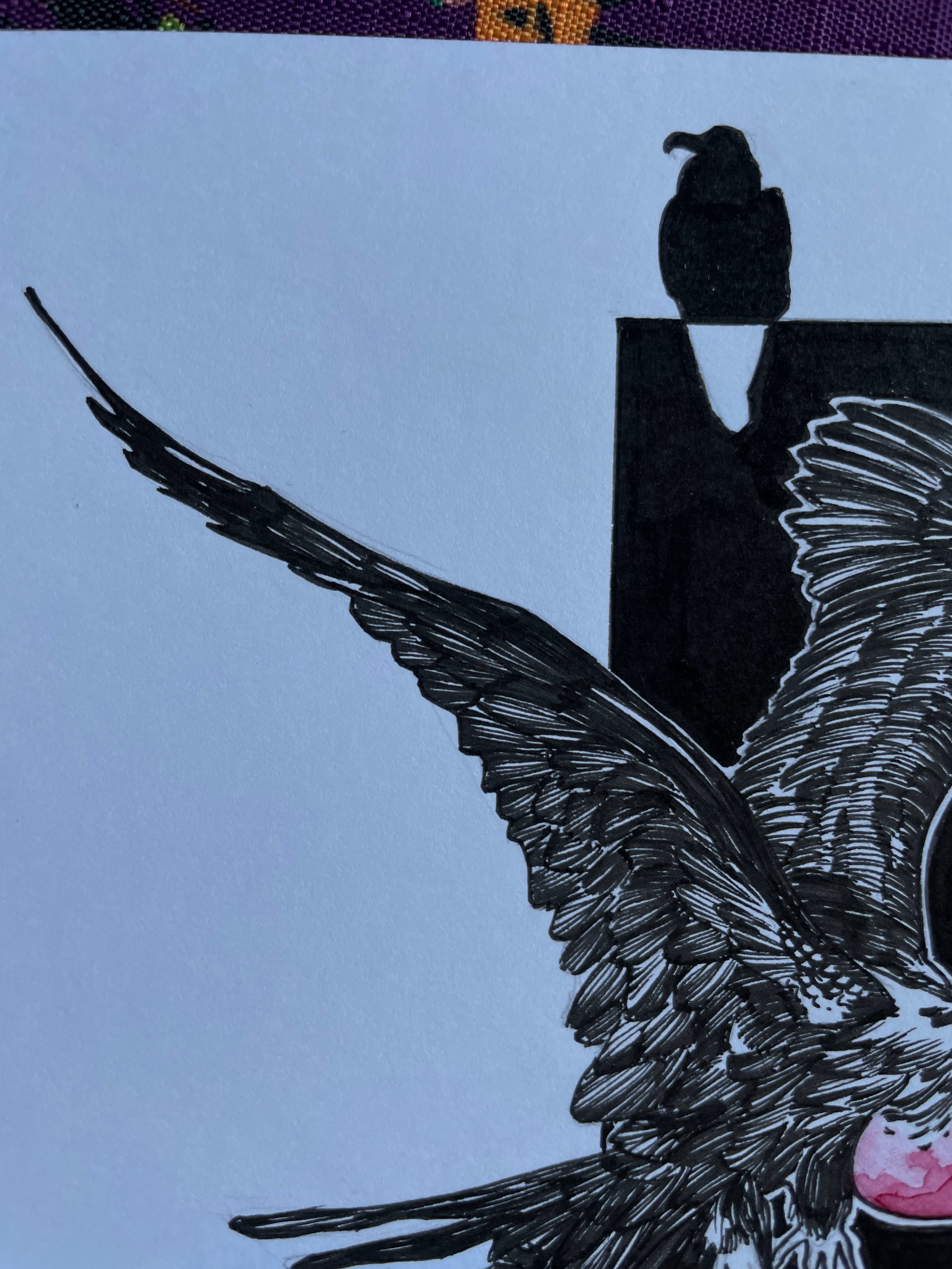 22.Frigate Bird - 5.jpeg