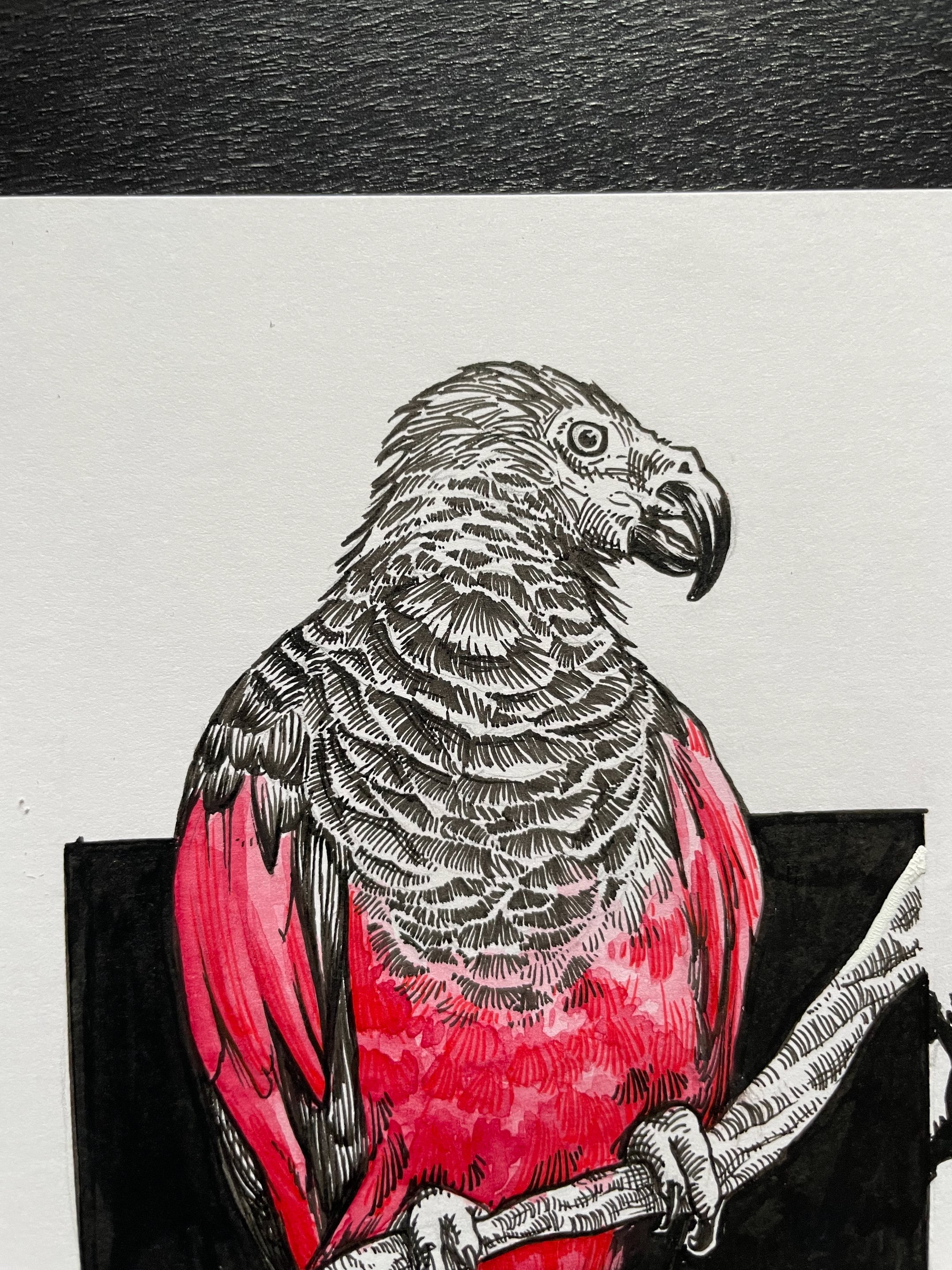 08.Dracula Parrot - 7.jpeg