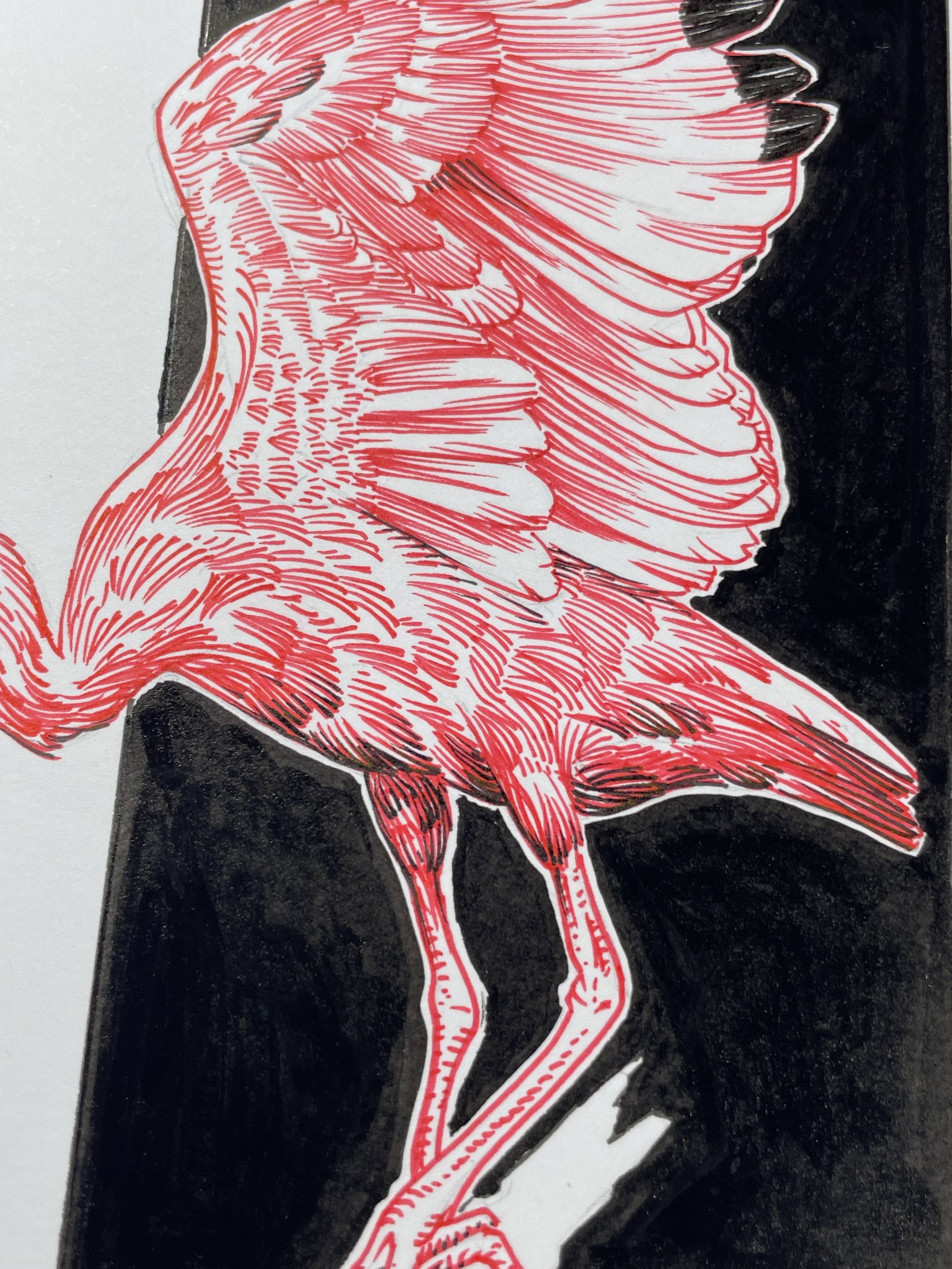 26.Ibis - 5.jpeg
