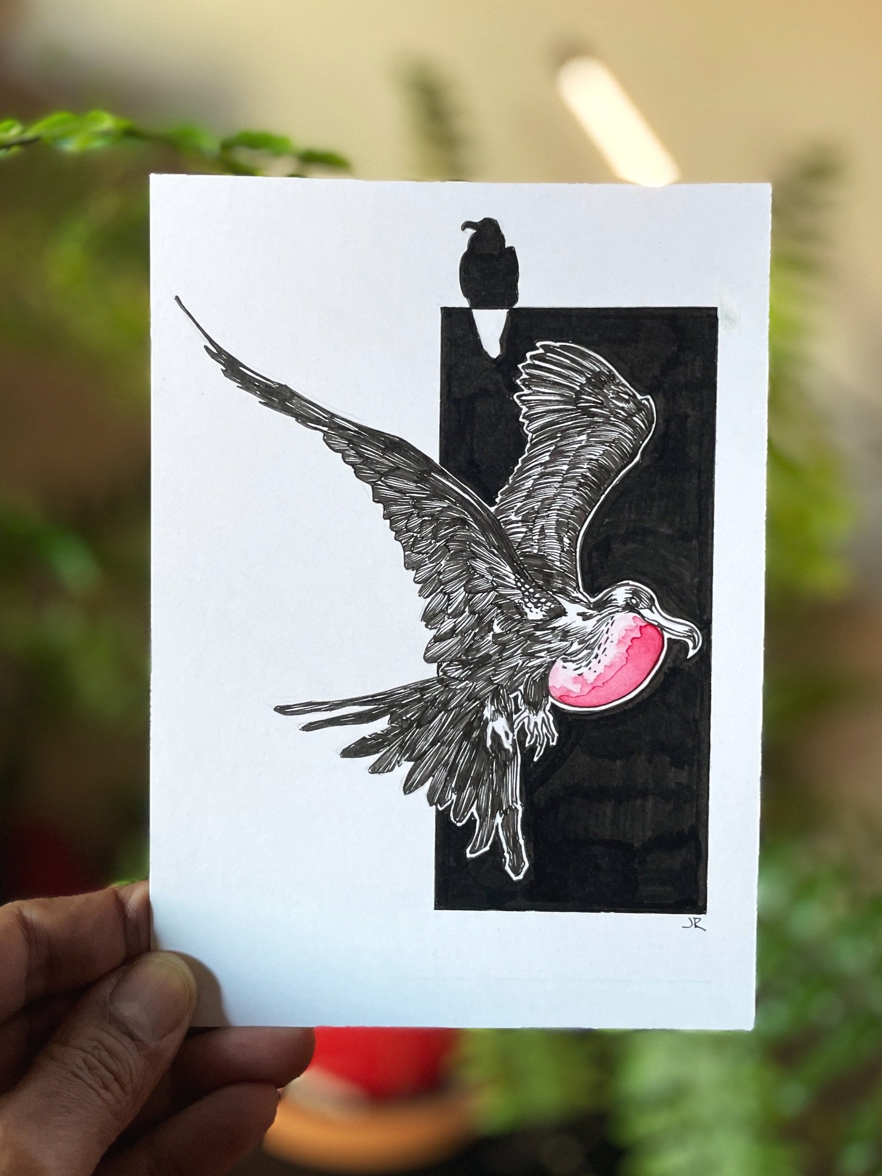 22.Frigate+Bird+-+1.jpg