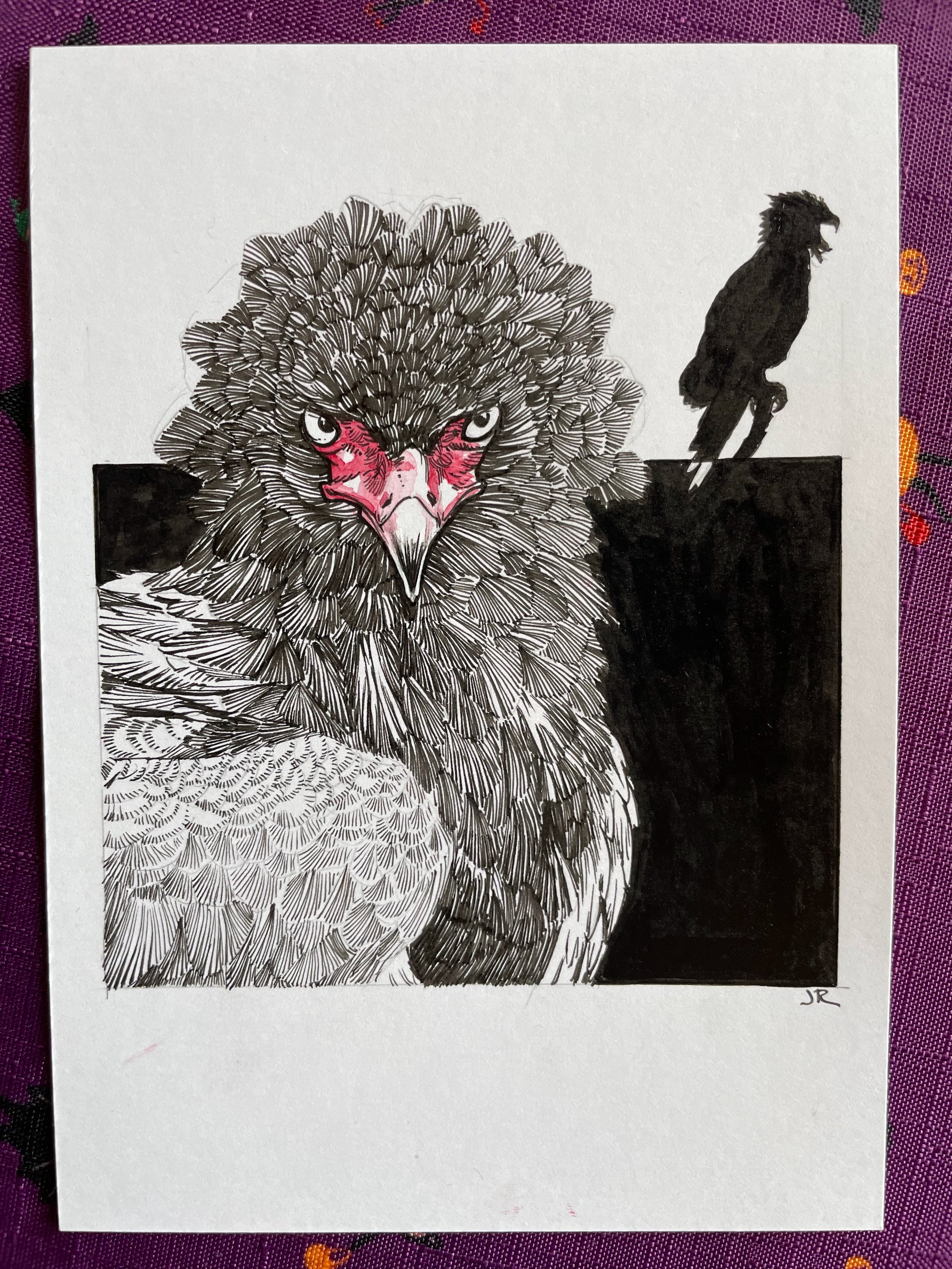 16.BateleurEagle - 3.jpeg