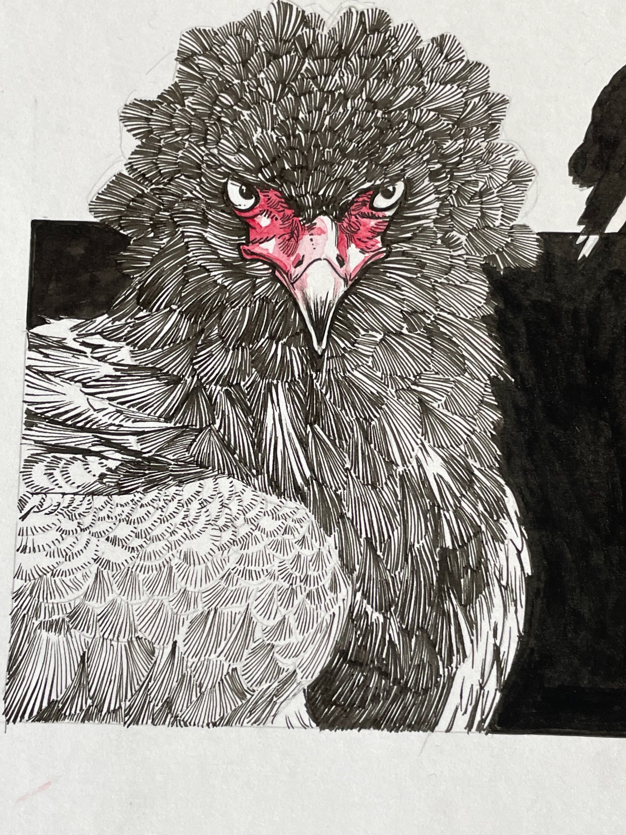 16.BateleurEagle - 6.jpeg