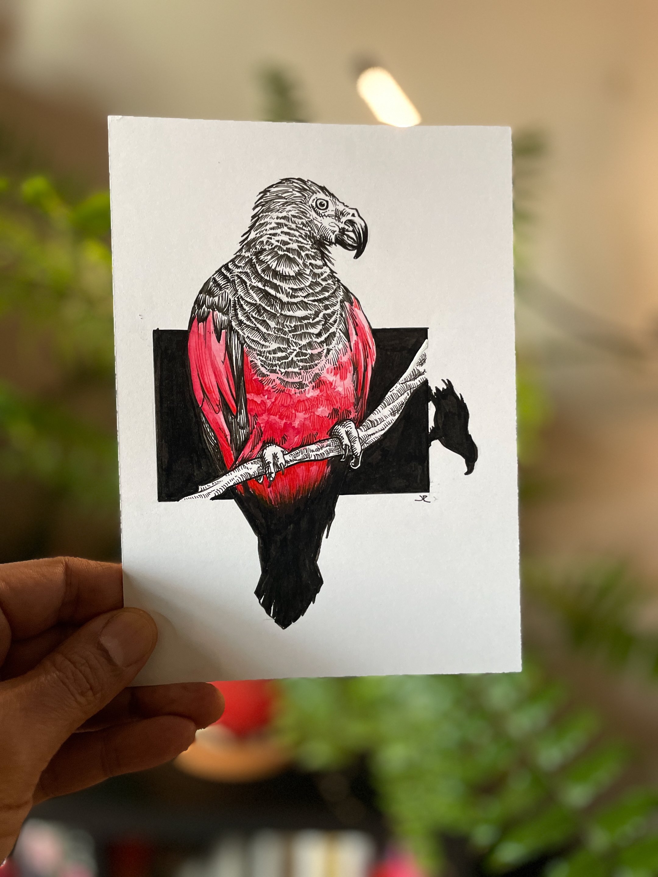 08.Dracula Parrot - 2.jpeg