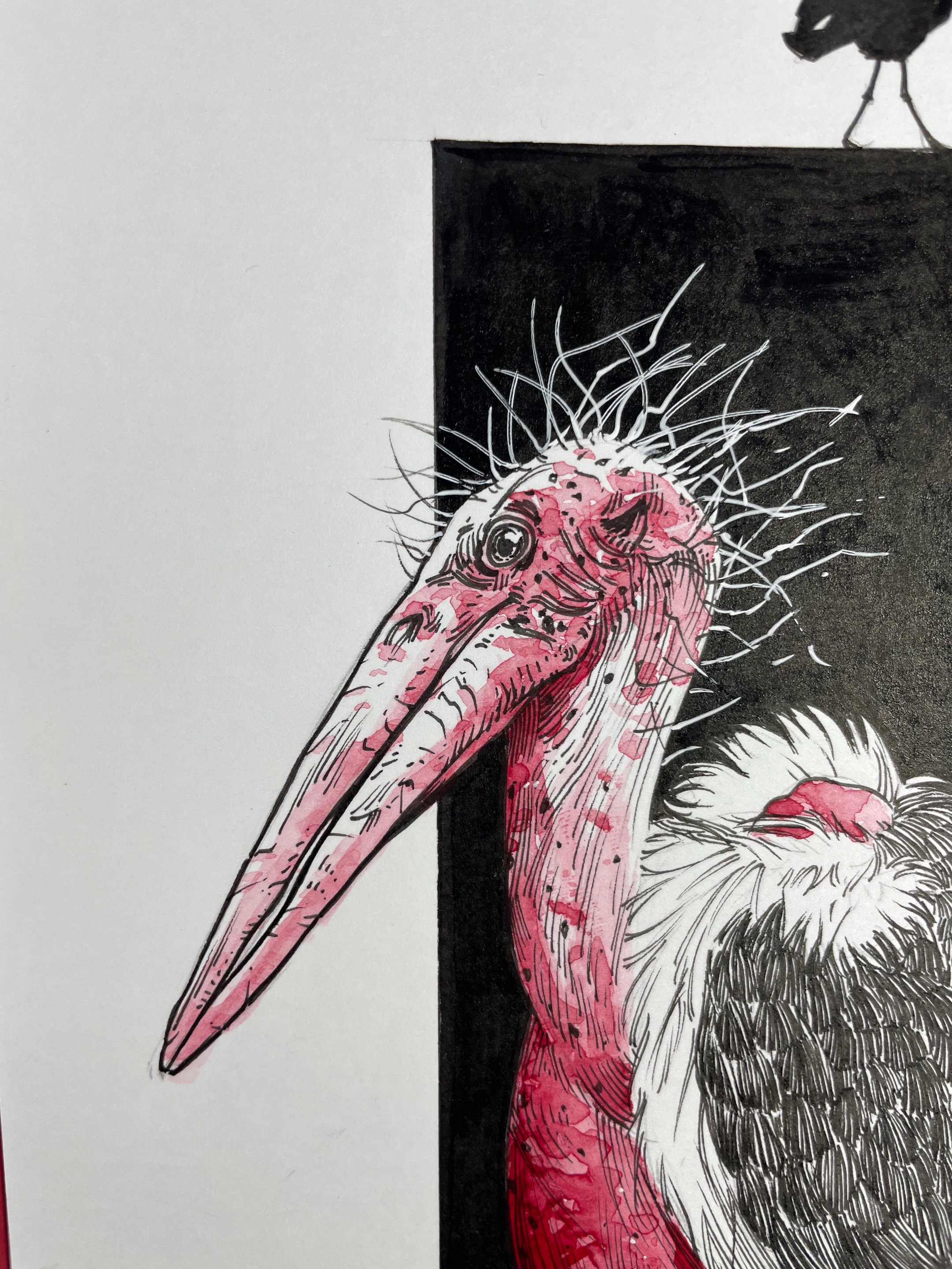 24.Marabou - 5.jpeg