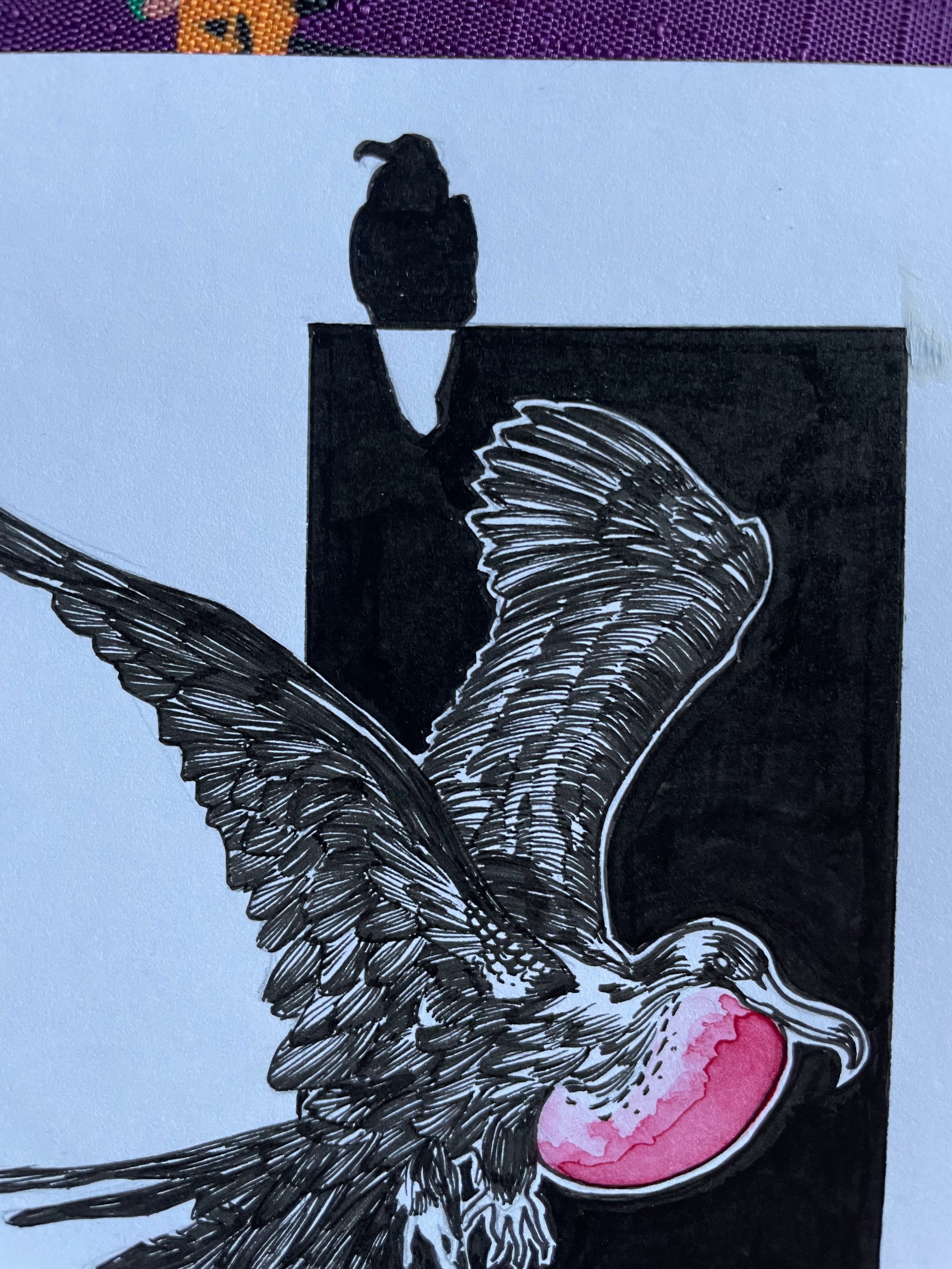 22.Frigate Bird - 6.jpeg
