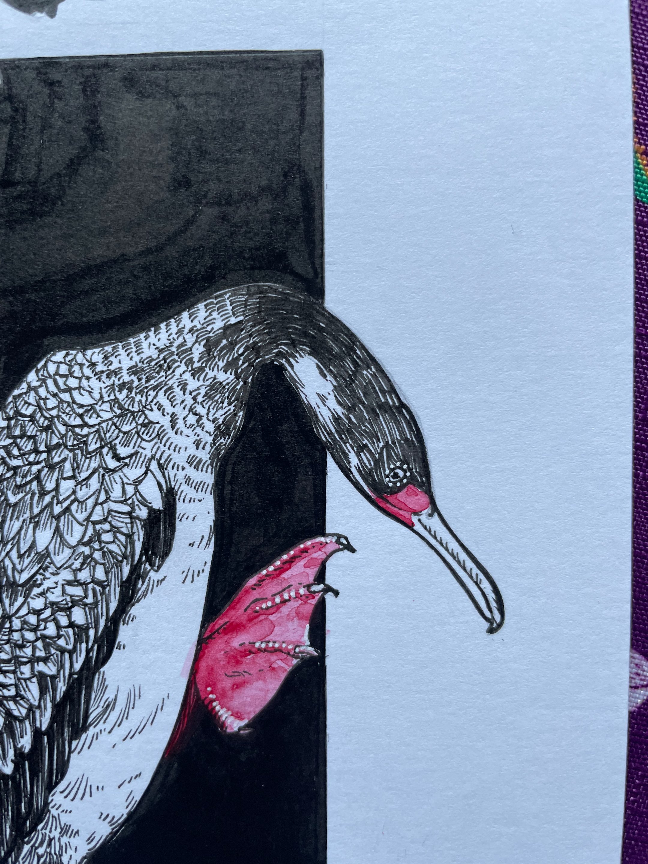 20.Red-Legged Cormorant - 5.jpeg