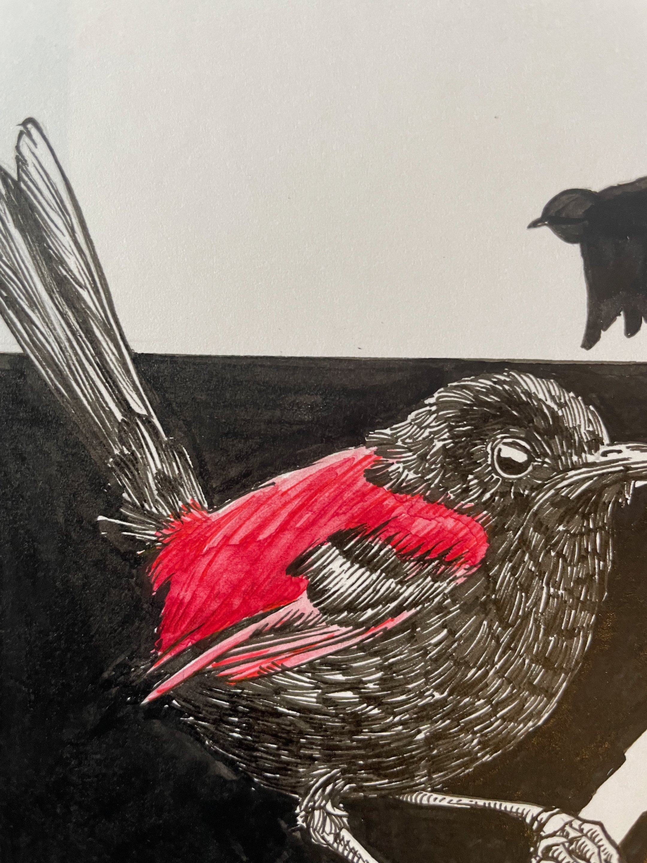 11.Red Backed Wren - 4.jpeg