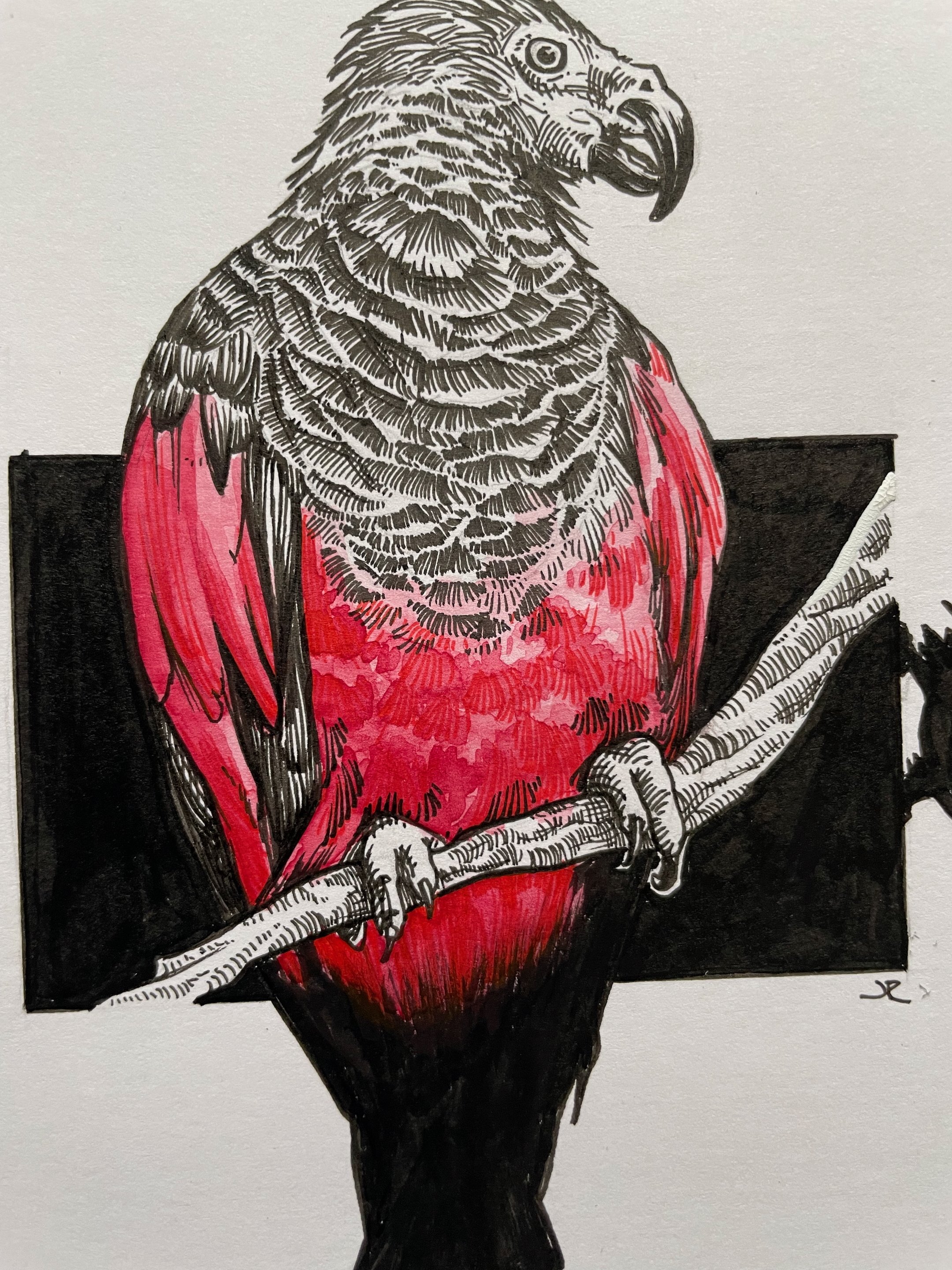 08.Dracula Parrot - 8.jpeg