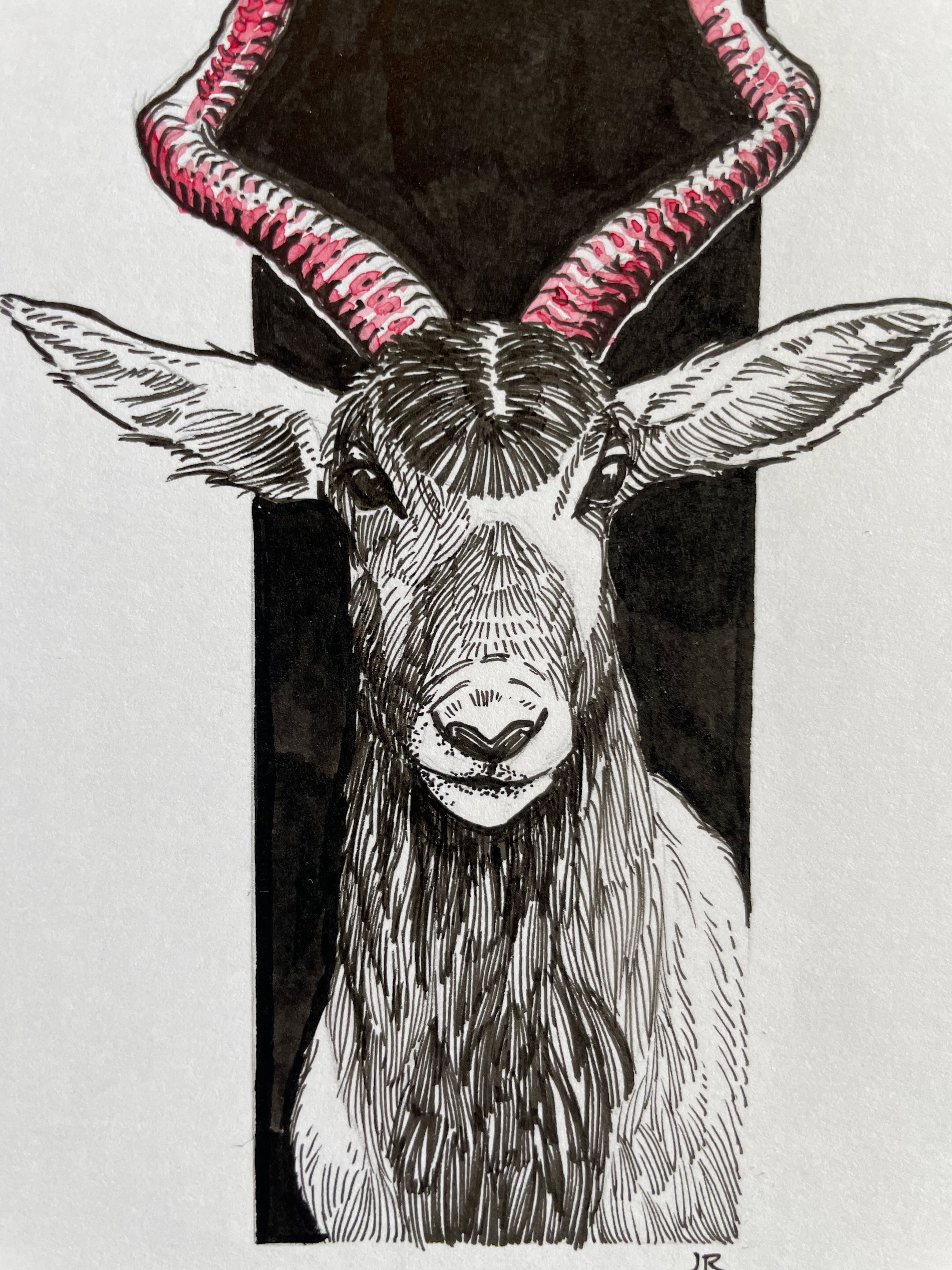 17.Addax - 6.jpeg