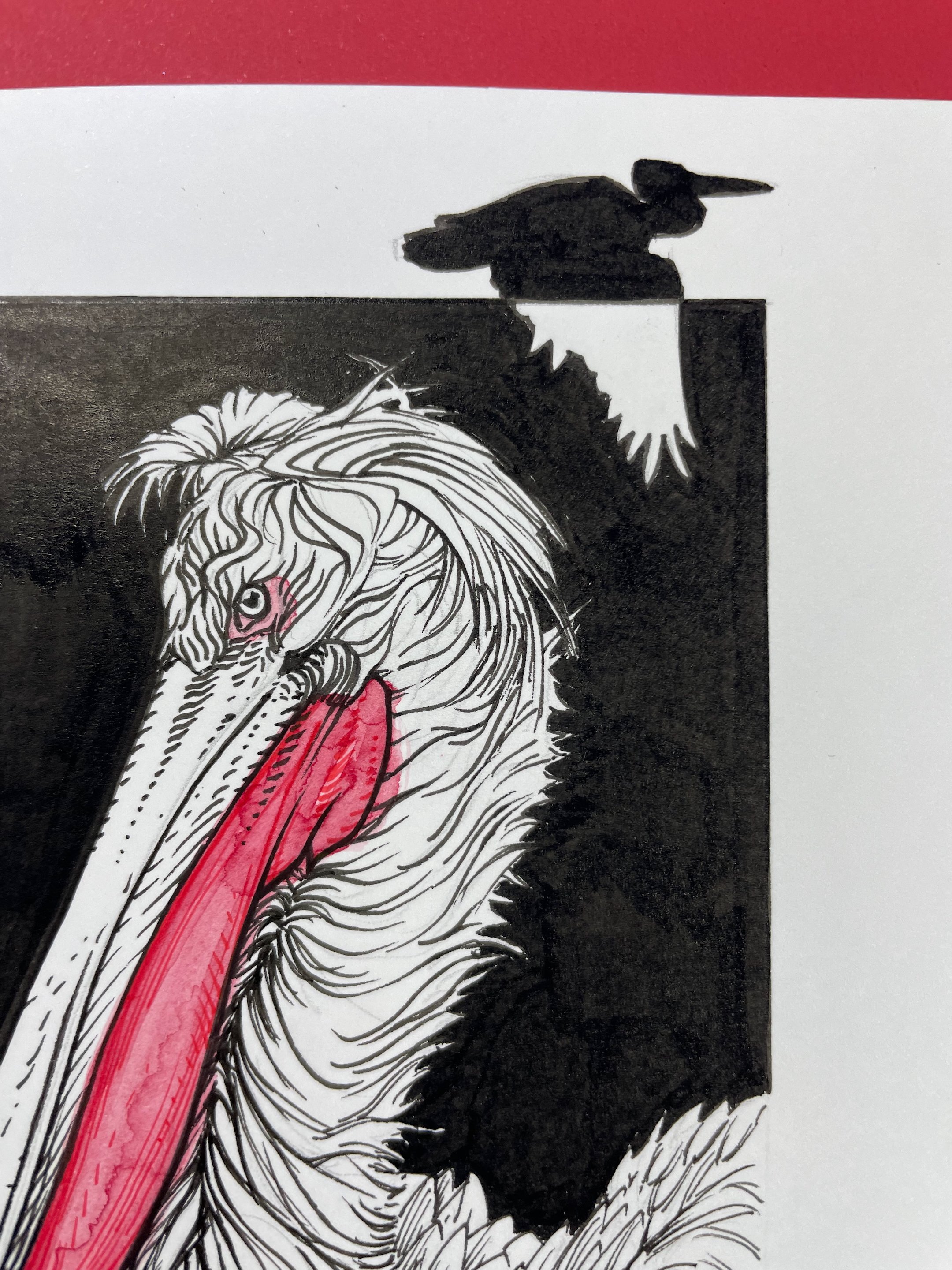 28.DalmatianPelican - 5.jpeg