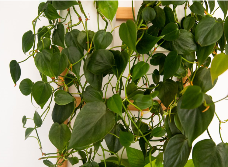 Lush Heartleaf Philodendron cascading from white hanging planters with glossy green, heart-shaped leaves.