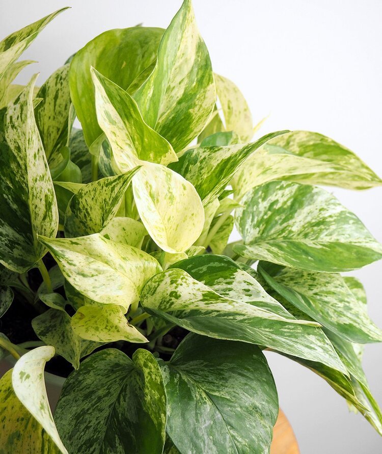 Marble Queen Pothos with lush heart-shaped leaves featuring striking white, cream, and green variegation.