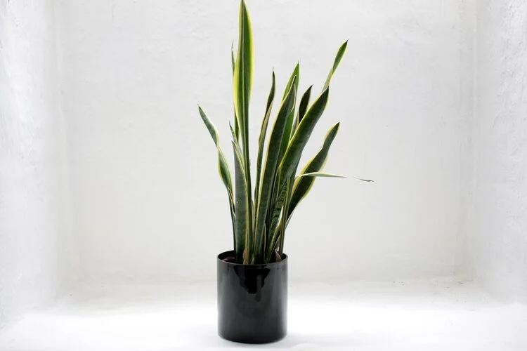 Tall snake plant with upright variegated green and yellow leaves in a sleek black ceramic pot.