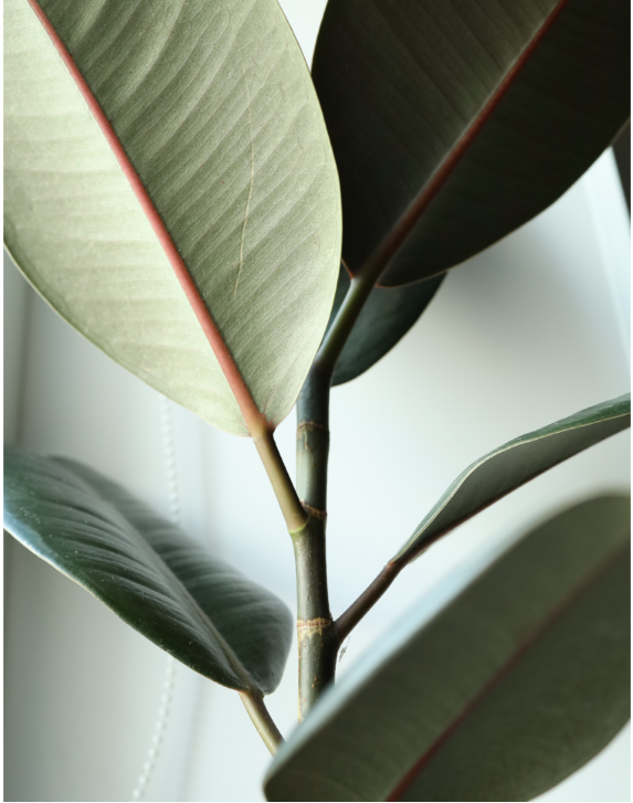 Healthy rubber tree plant with thick, glossy dark green leaves and reddish midribs growing upright indoors.