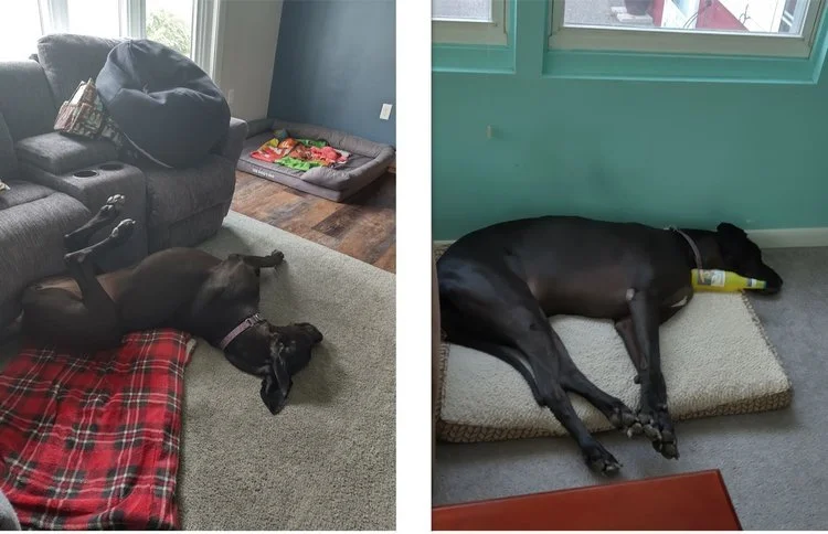 Two-panel collage of a large black Great Dane sleeping in funny positions on a rug and cushioned dog bed.