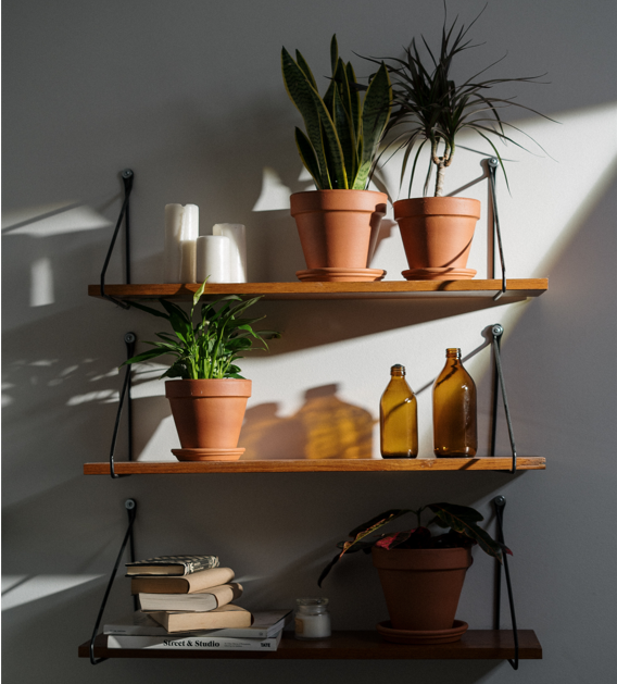 Three-tier wooden shelves styled with resilient houseplants in terracotta pots, amber bottles, and stacked books.