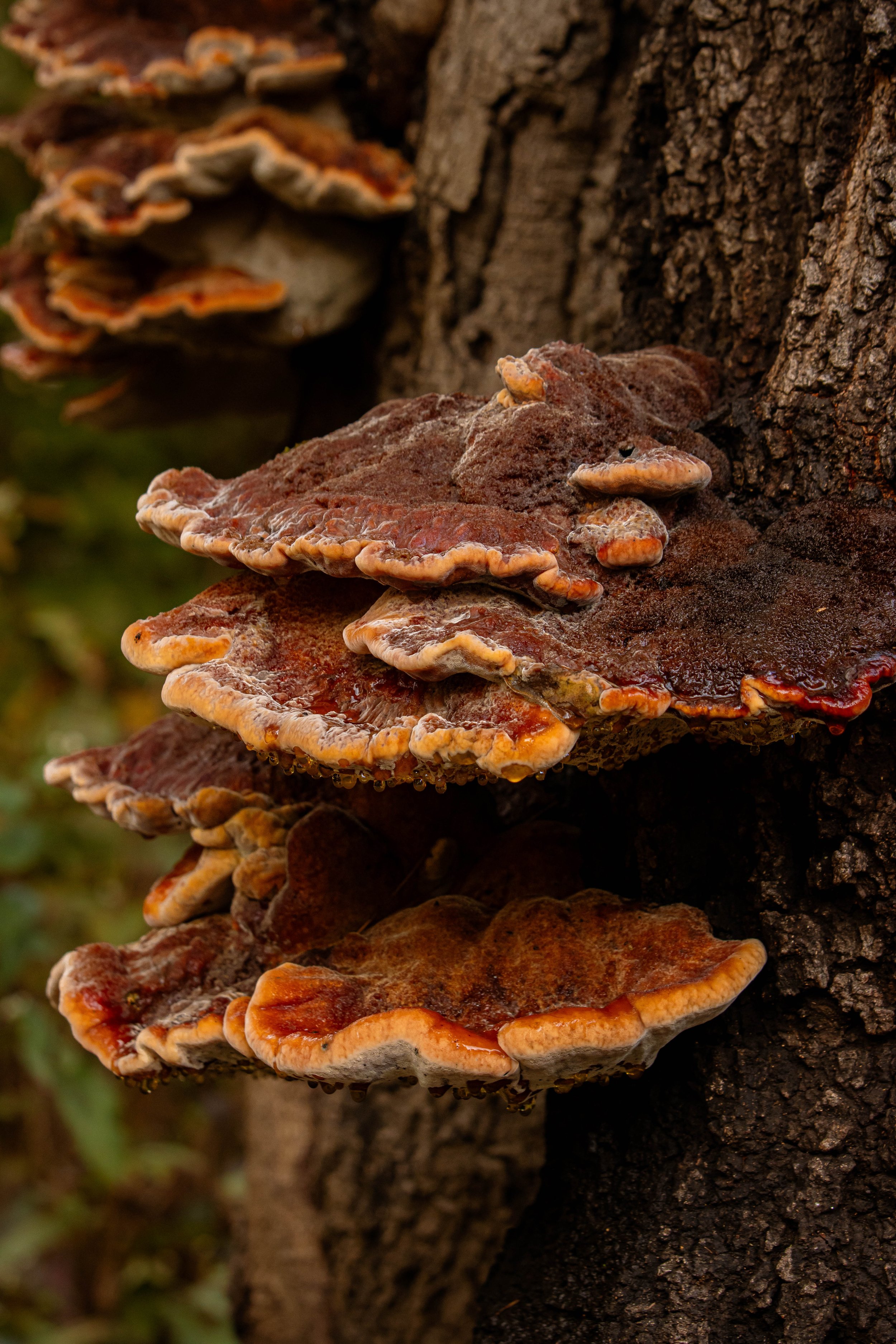Garvan Gardens-mushrooms-nature photography-Stephanie Saldivar.jpg