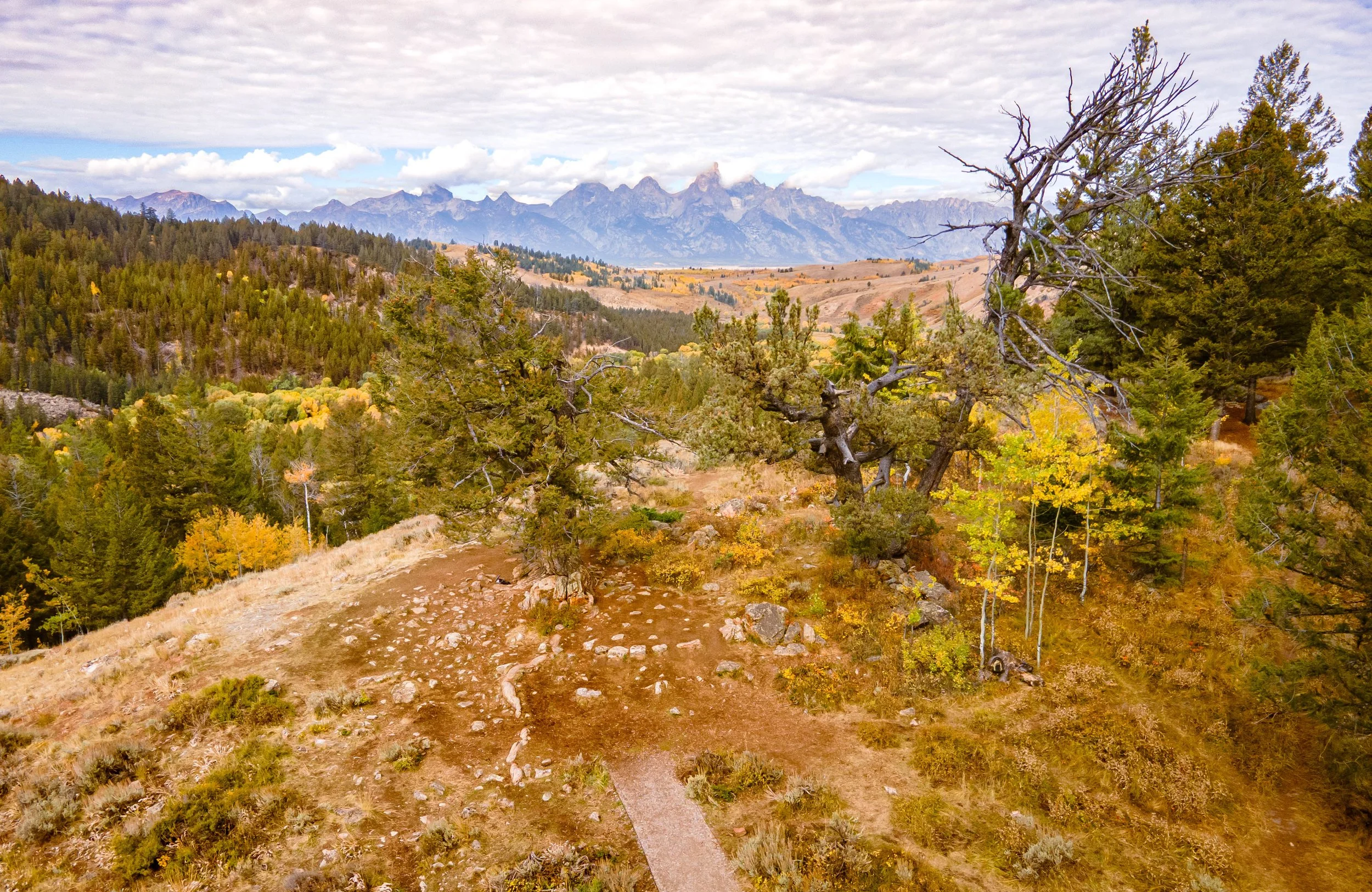 Teton-Bridger National Forest-aerial landscape photography-DJI Mavik drone-Stephanie Saldivar_Wedding Tree_1.jpg