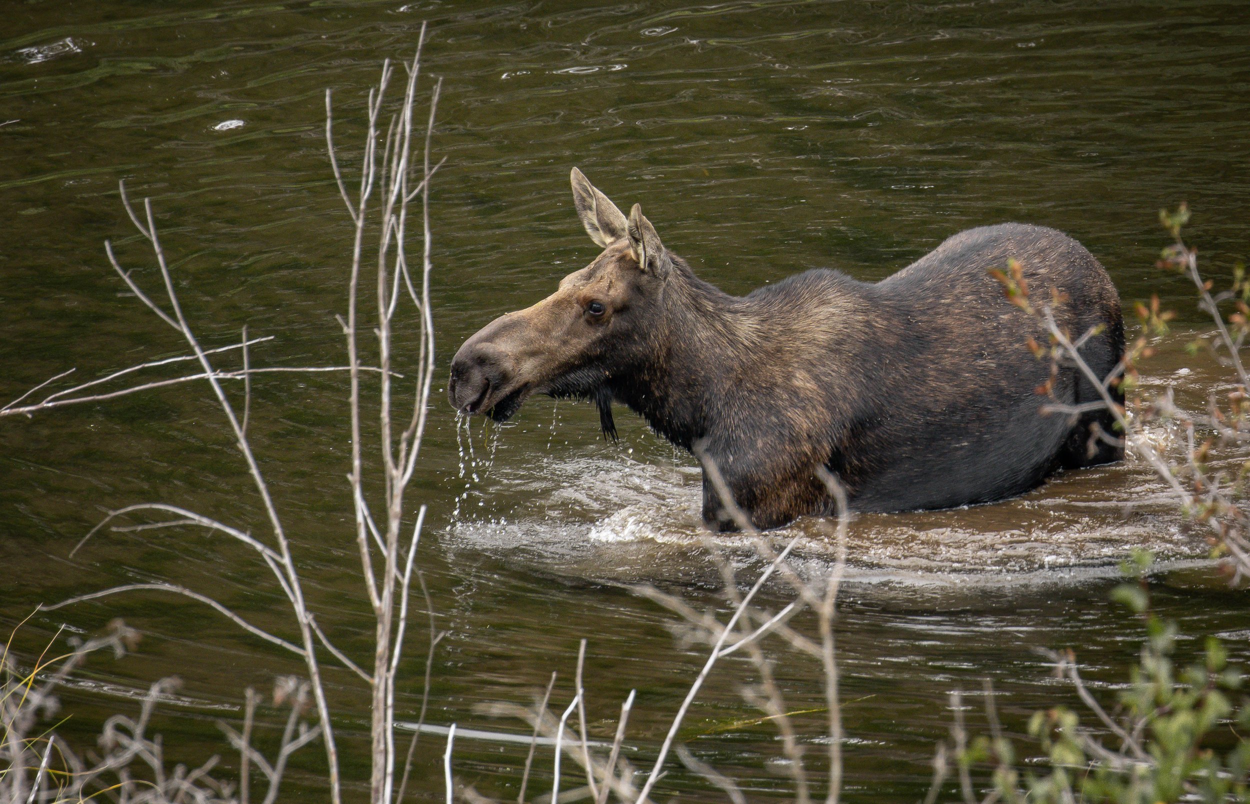 A Journey Through Grand Teton's Untamed Beauty
