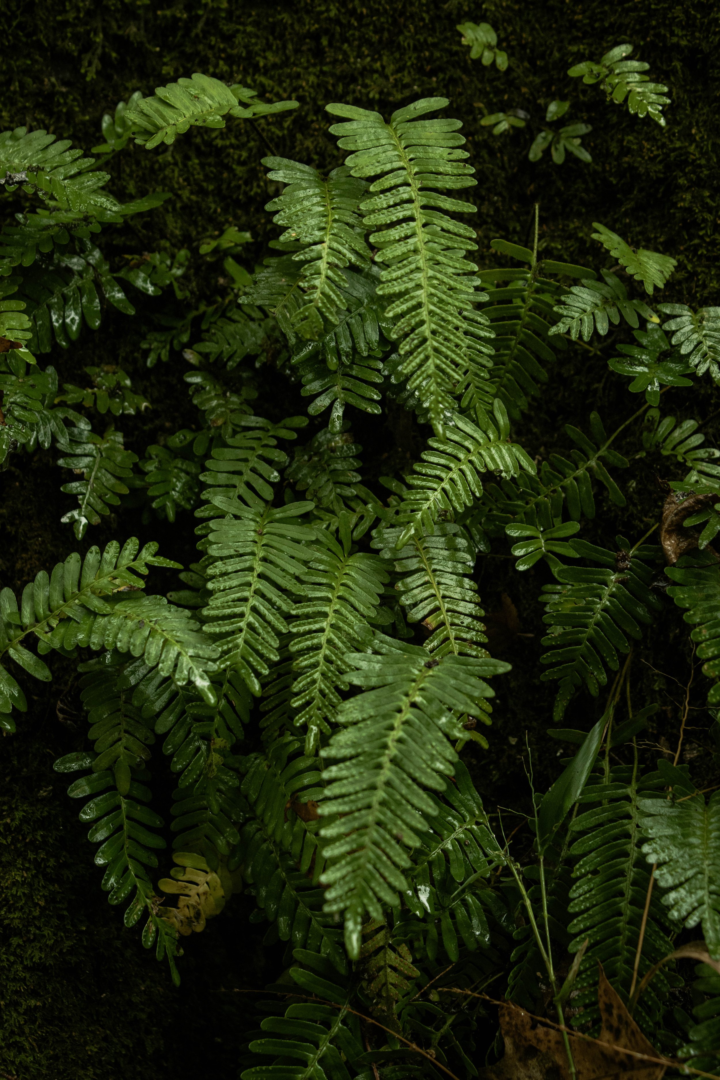 fern-moody nature photography-Stephanie Saldivar.jpg