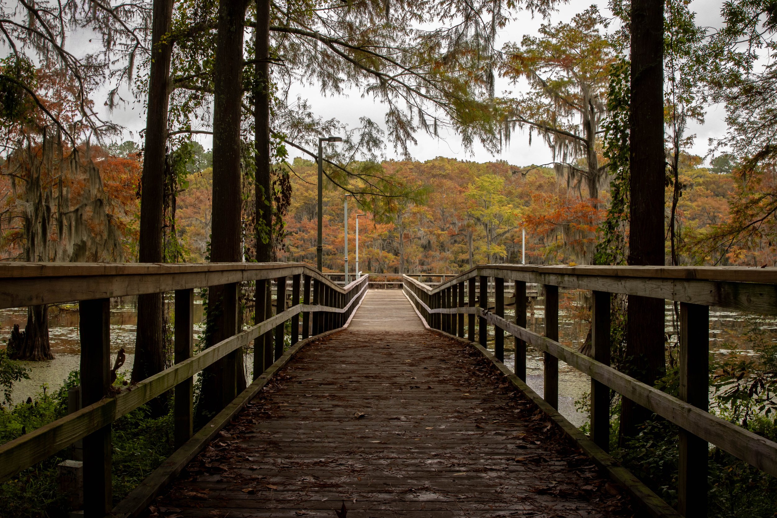 Caddo Lake State Park-pier-landscape photography-Stephanie Saldivar.jpg