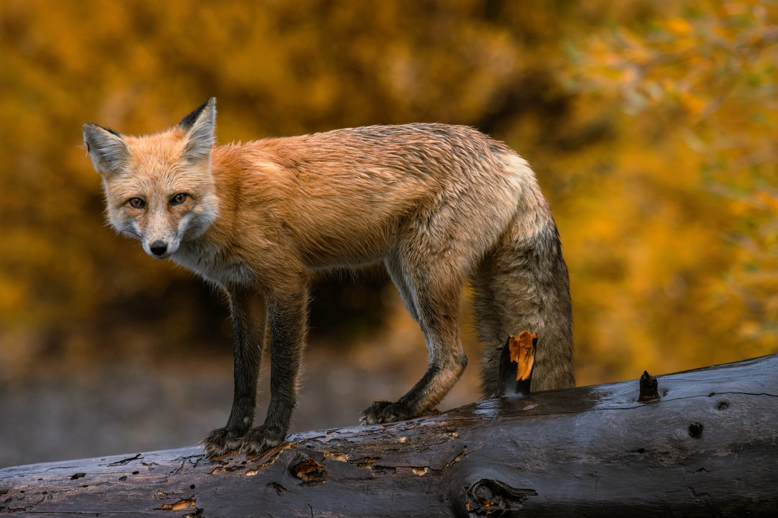 Yellowstone National Park_landscape photography_Stephanie Saldivar_17.jpg