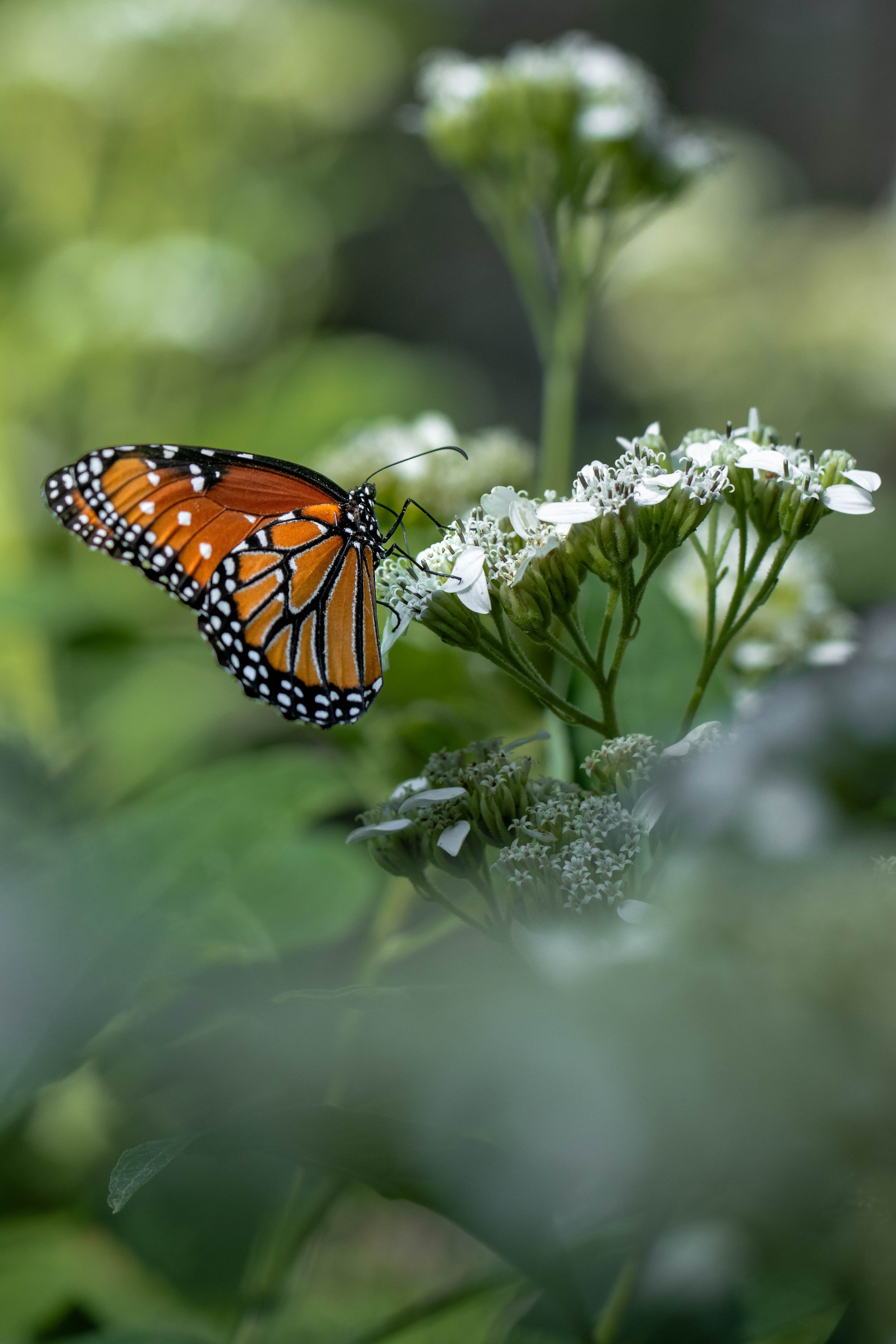 queen butterfly-insect photography-zilker botanical garden-Stephanie Saldivar-2.jpg