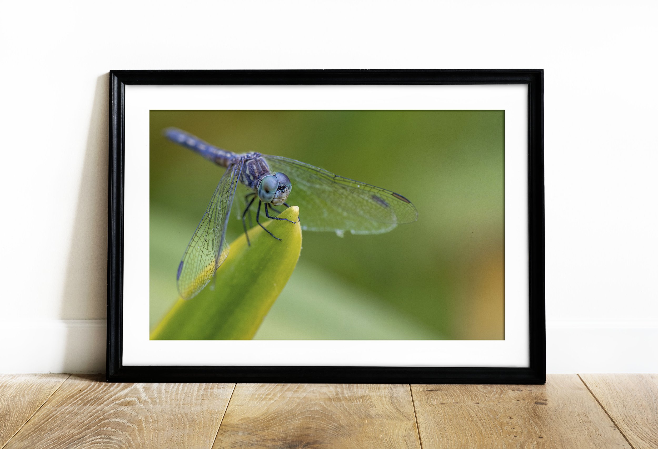 Dragonfly macro photography-Texas photographer-Stephanie Saldivar-print.jpg