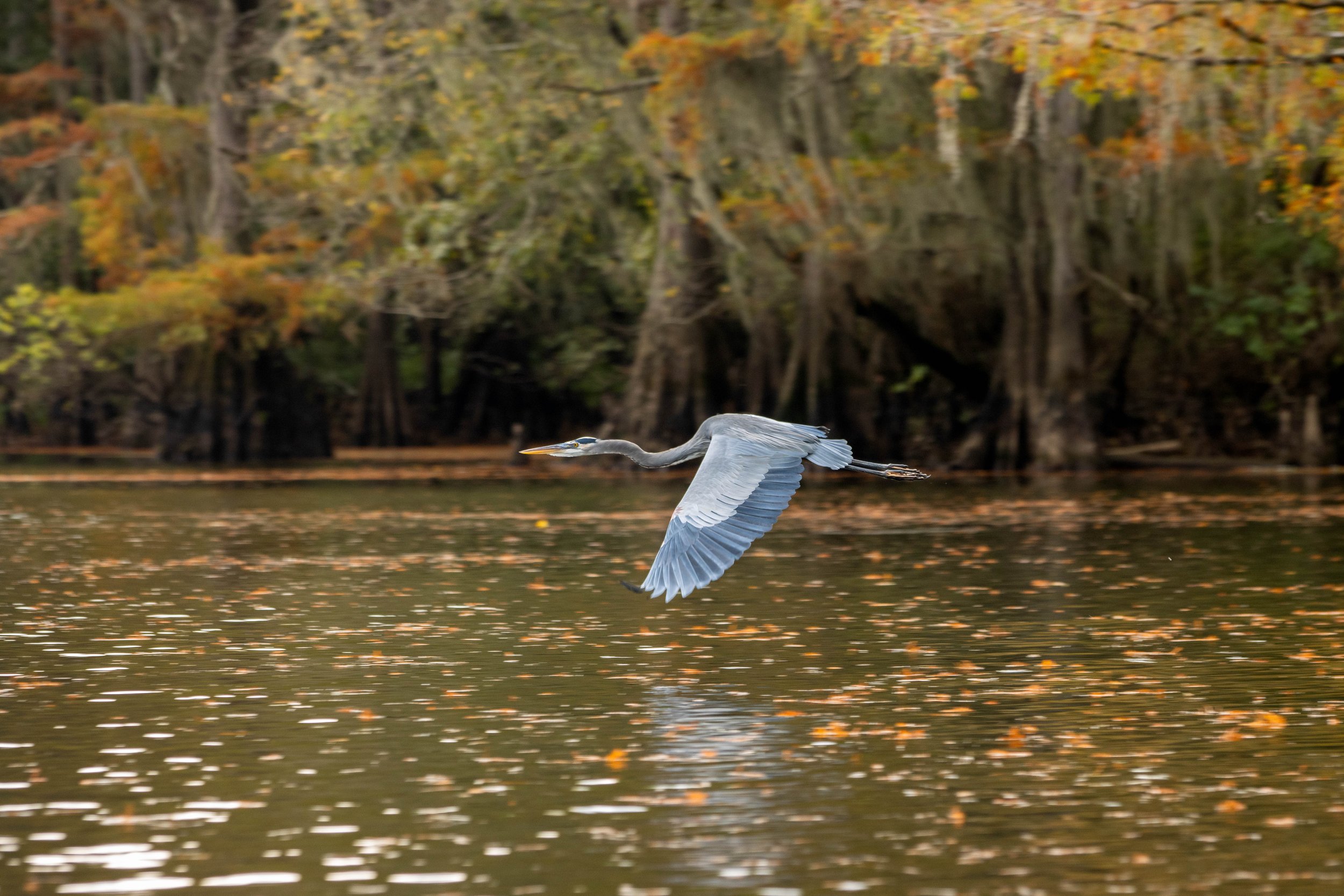 wildlife photography-Blue Heron-Caddo Lake-Stephanie Saldivar.jpg