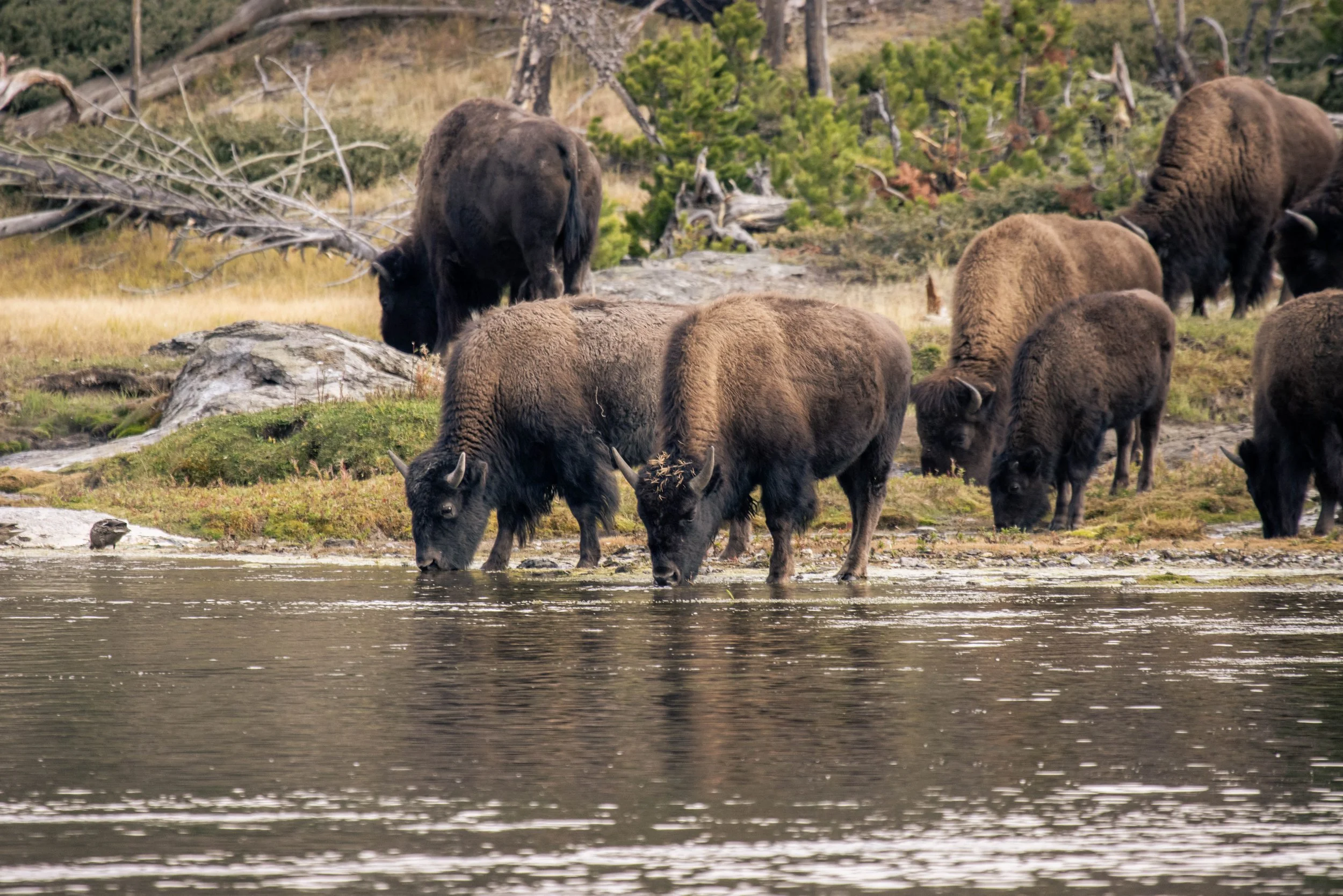 Yellowstone National Park_landscape photography_Stephanie Saldivar_19.jpg