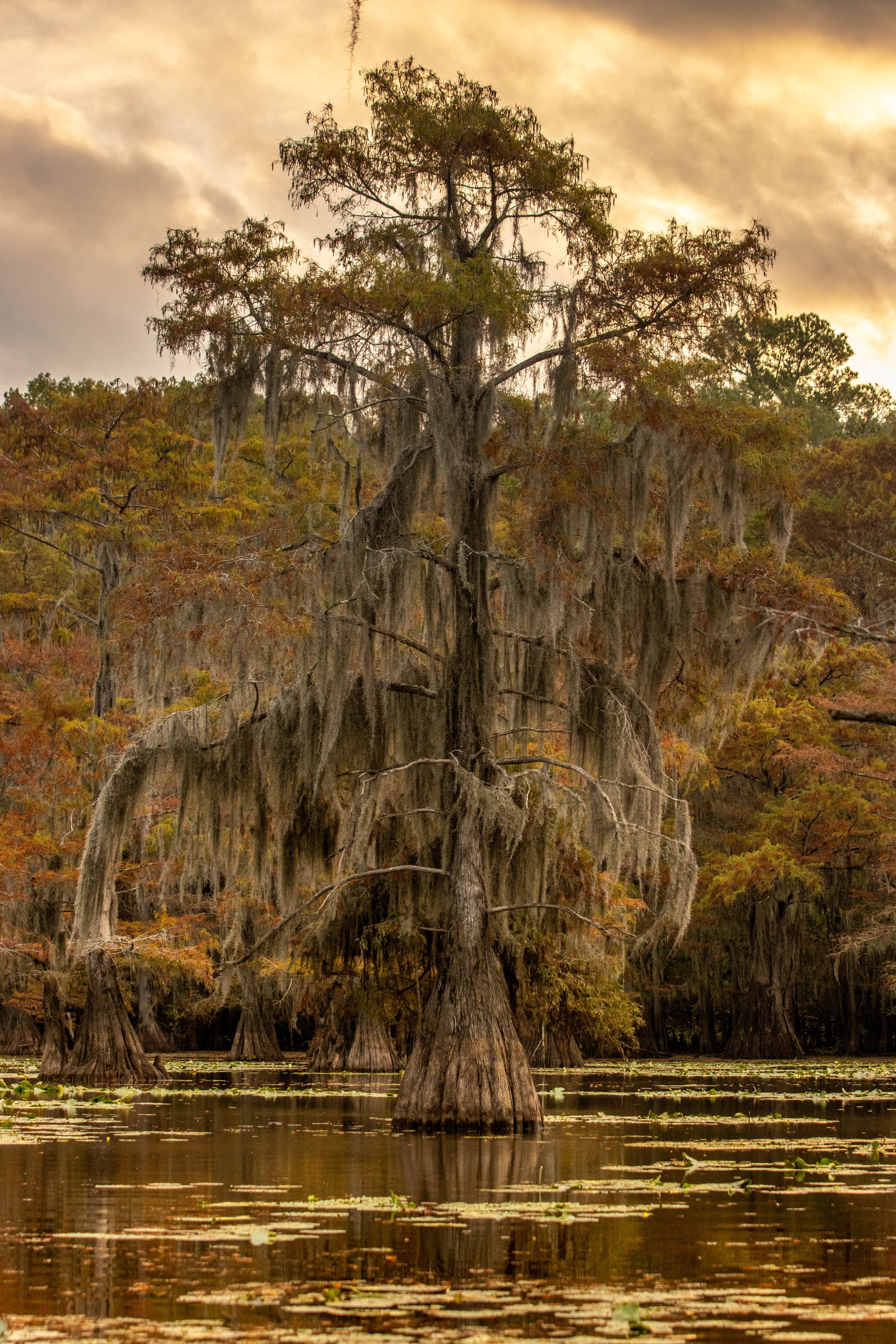 Caddo Lake State Park-bald cypress tree-landscape photography-Stephanie Saldivar.jpg