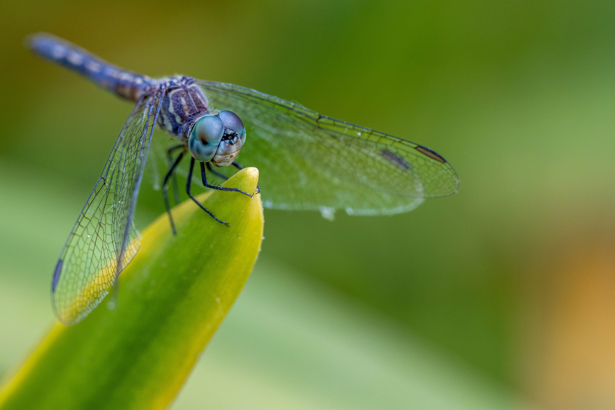 dragonfly-wildflower center-insect photography-StephanieSaldivar.jpg