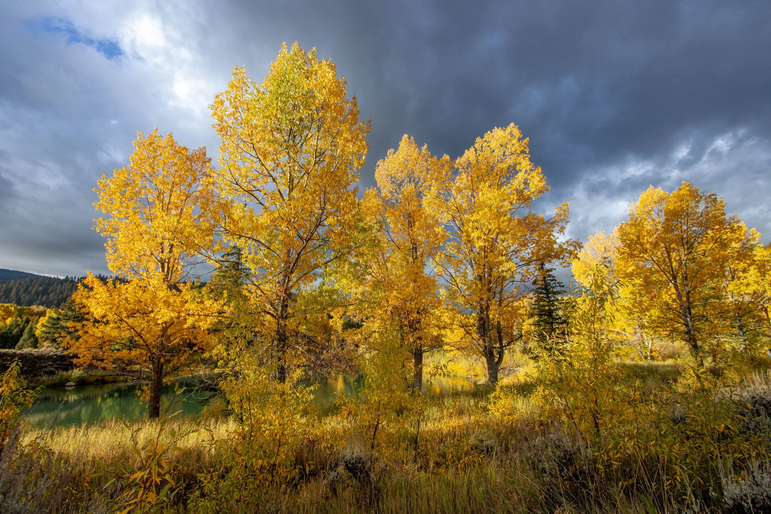 Teton-Bridger National Forest_landscape photography__Stephanie Saldivarcottonwood trees.jpg