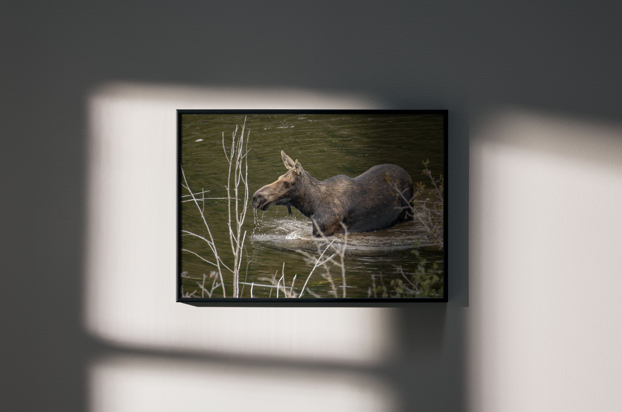 cow moose grand teton national park-wildlife photography print-Stephanie Saldivar.jpg