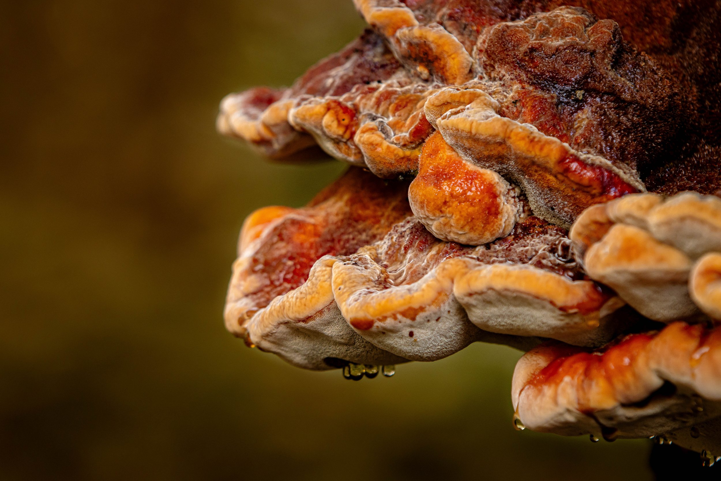 Garvan Gardens-nature photography-mushroom-Stephanie Saldivar.jpg
