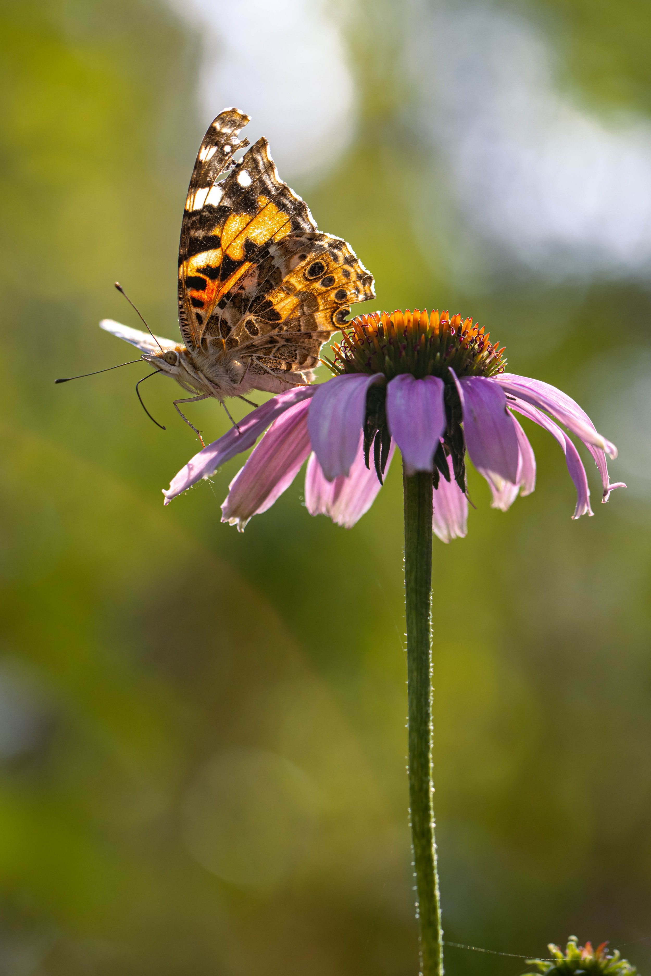 moth insect photography-austin zilker botanical garden-Stephanie Saldivar.jpg