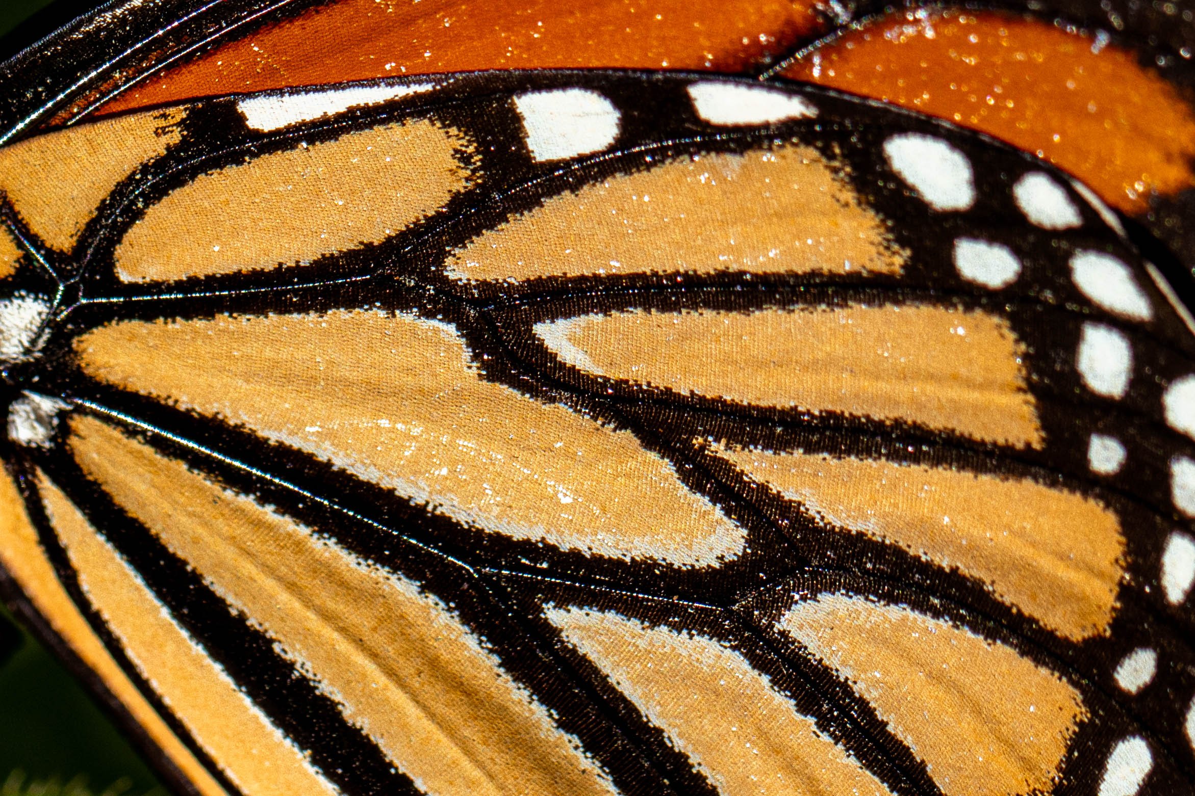 monarch butterfly wing-insect macro photography-Stephanie Saldivar.jpg